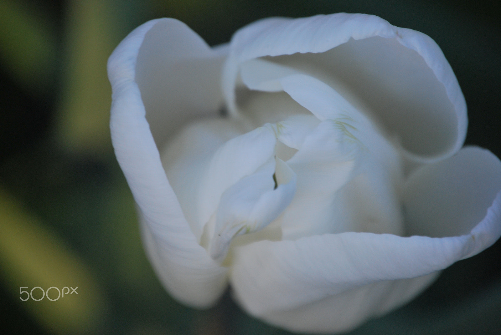 Nikon D60 sample photo. White photography