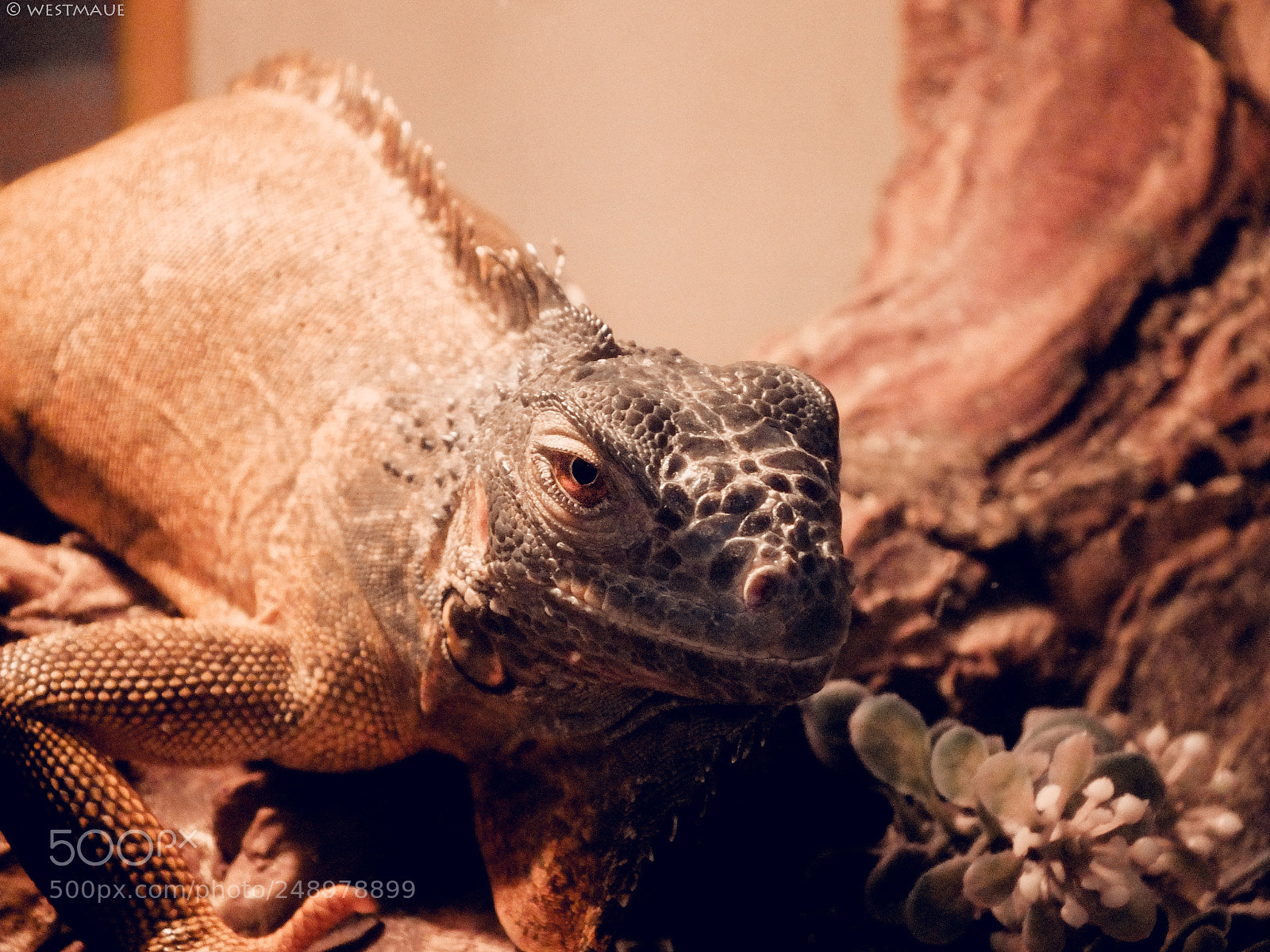 FujiFilm FinePix HS20 EXR (FinePix HS22 EXR) sample photo. Iguana photography