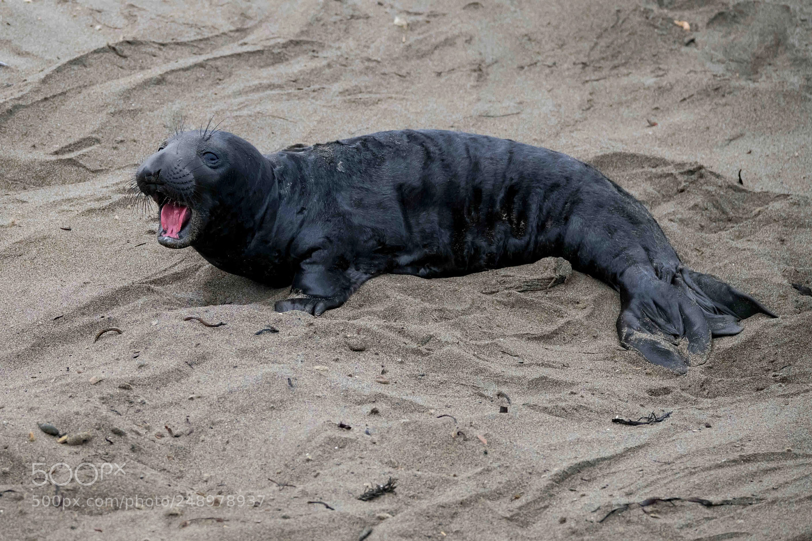 Nikon D850 sample photo. Baby elephant seal photography