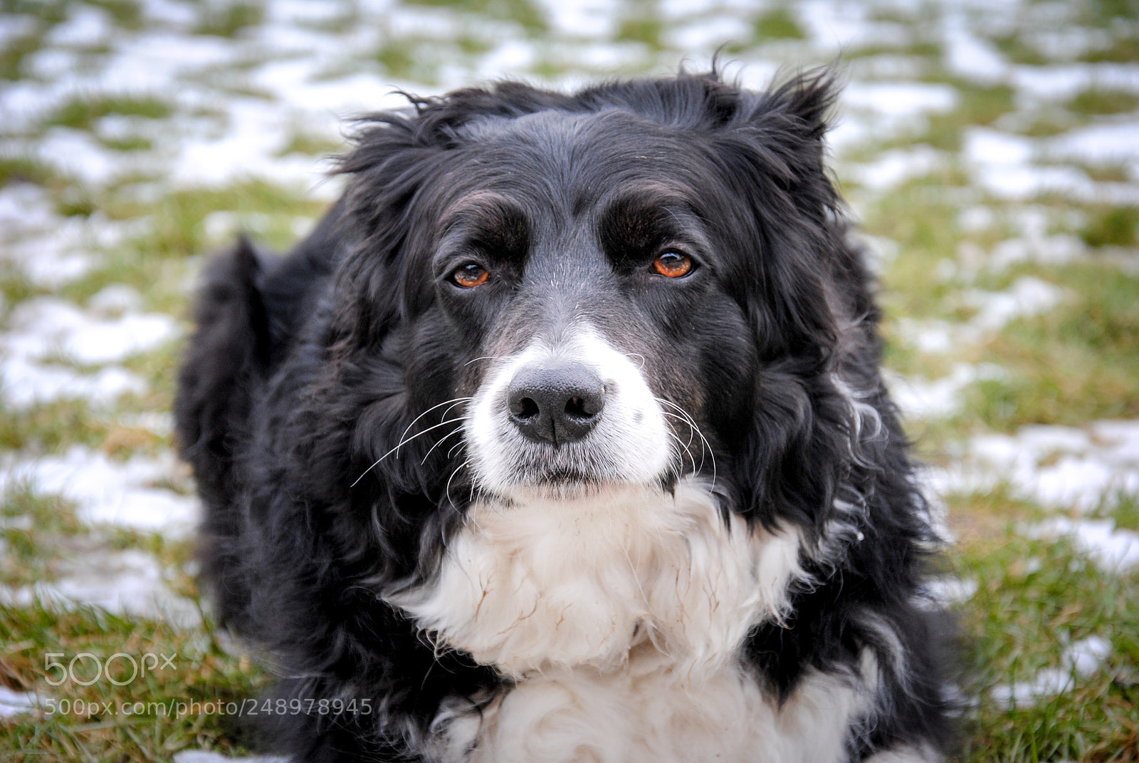 Nikon D3000 sample photo. Tired dog photography
