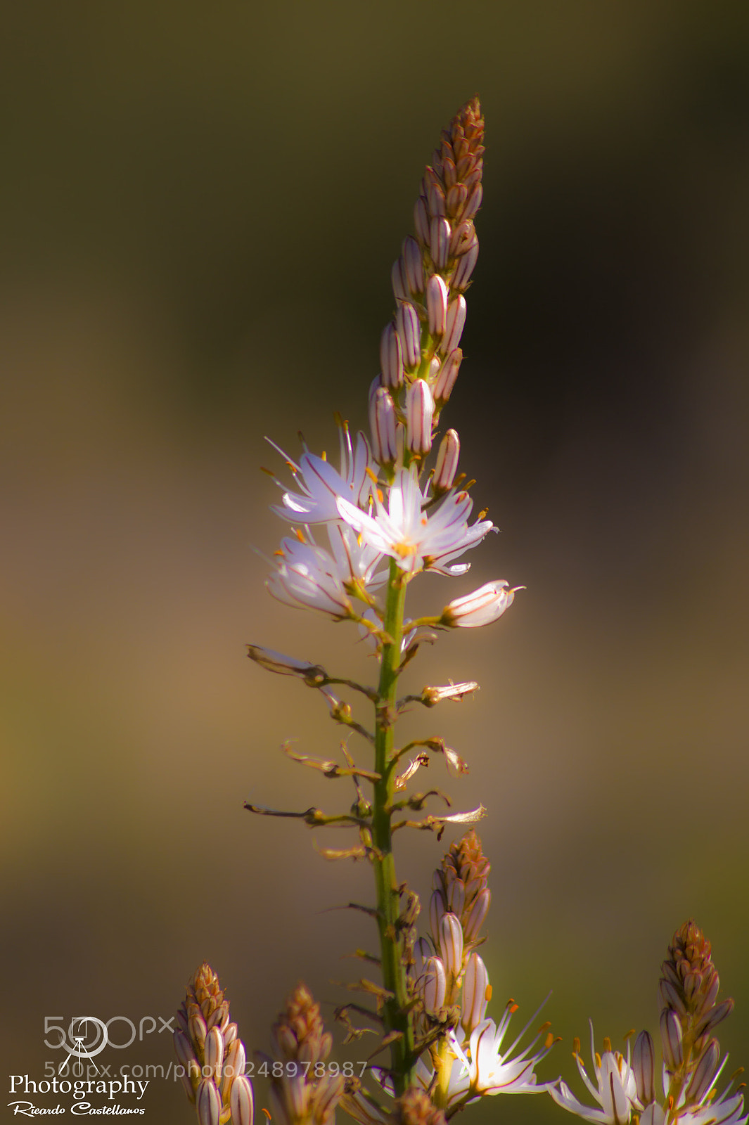 Sony SLT-A58 sample photo. Macro... photography