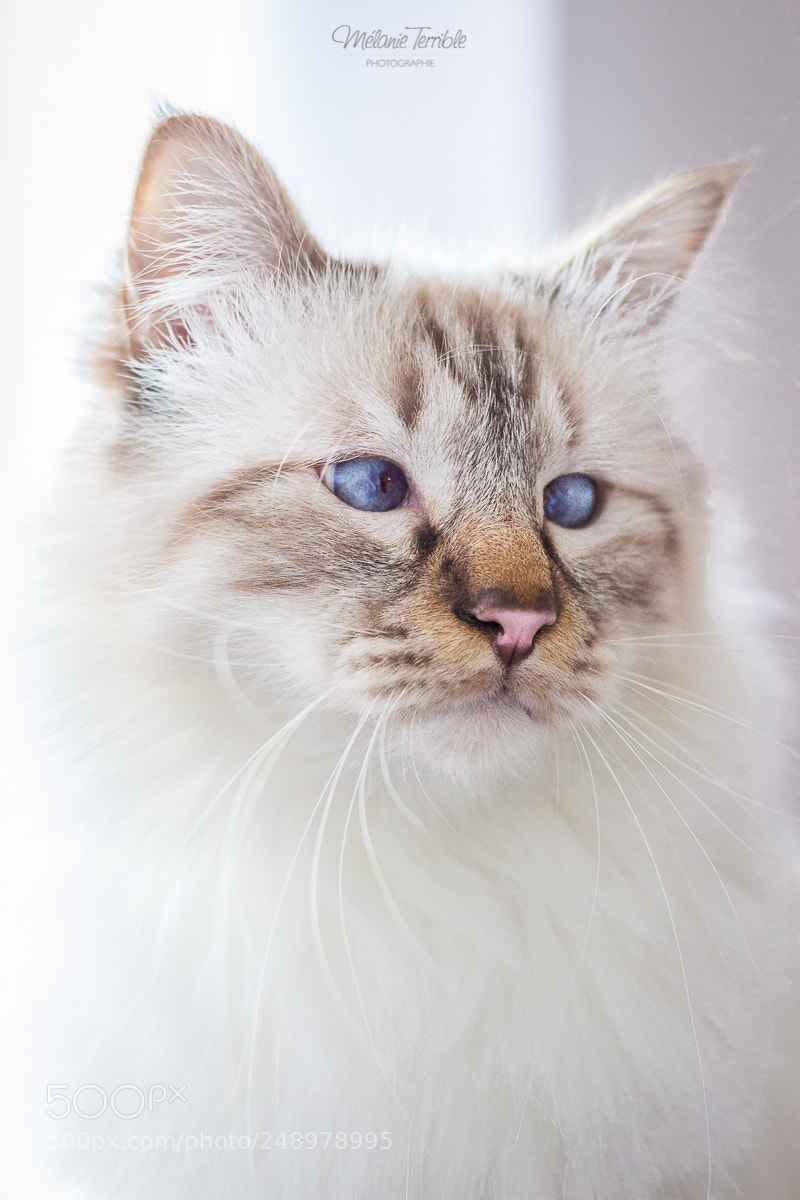 Canon EOS 600D (Rebel EOS T3i / EOS Kiss X5) sample photo. Macfly - the birman photography