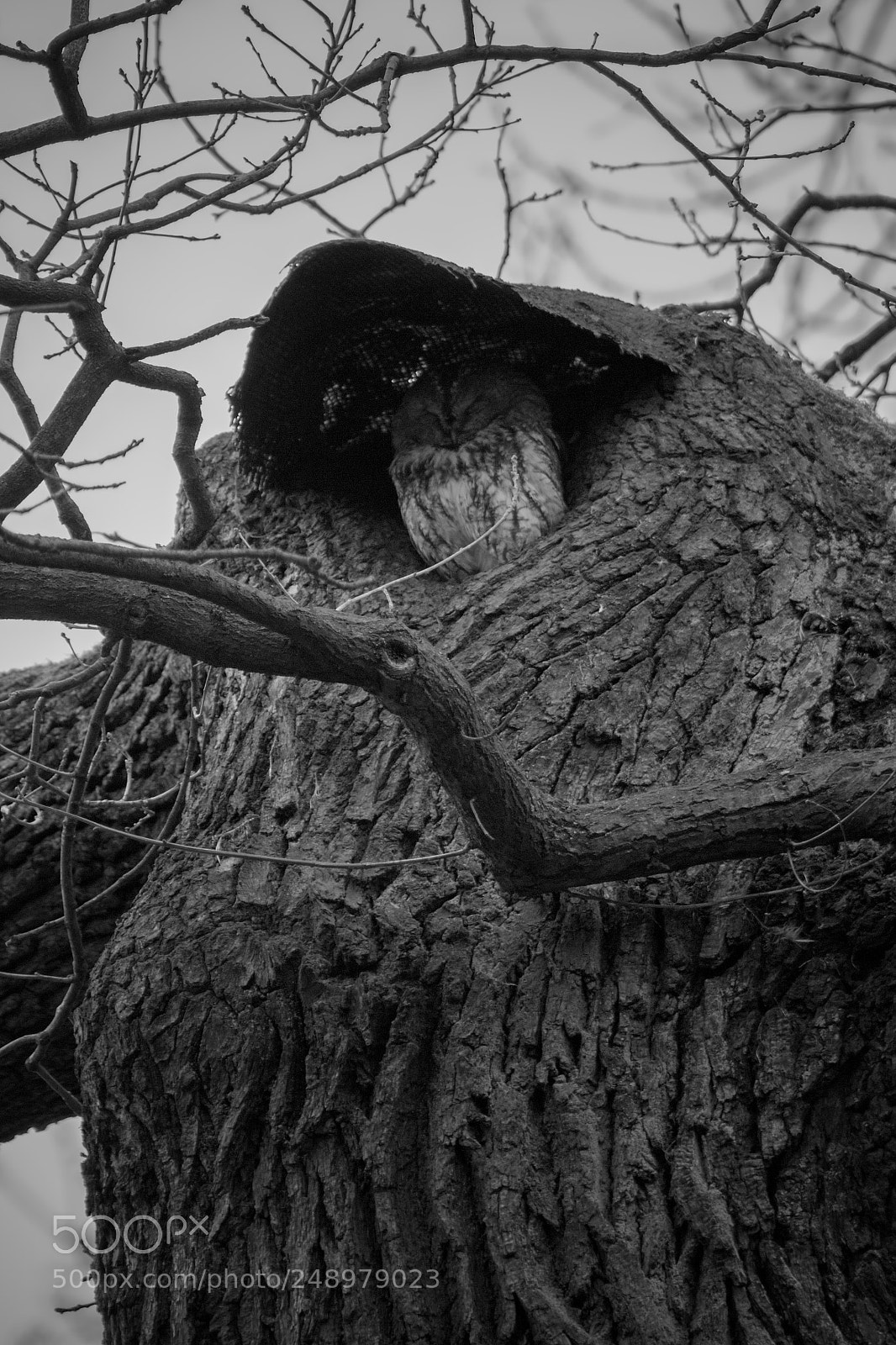Canon EOS 100D (EOS Rebel SL1 / EOS Kiss X7) sample photo. Relaxing owl photography