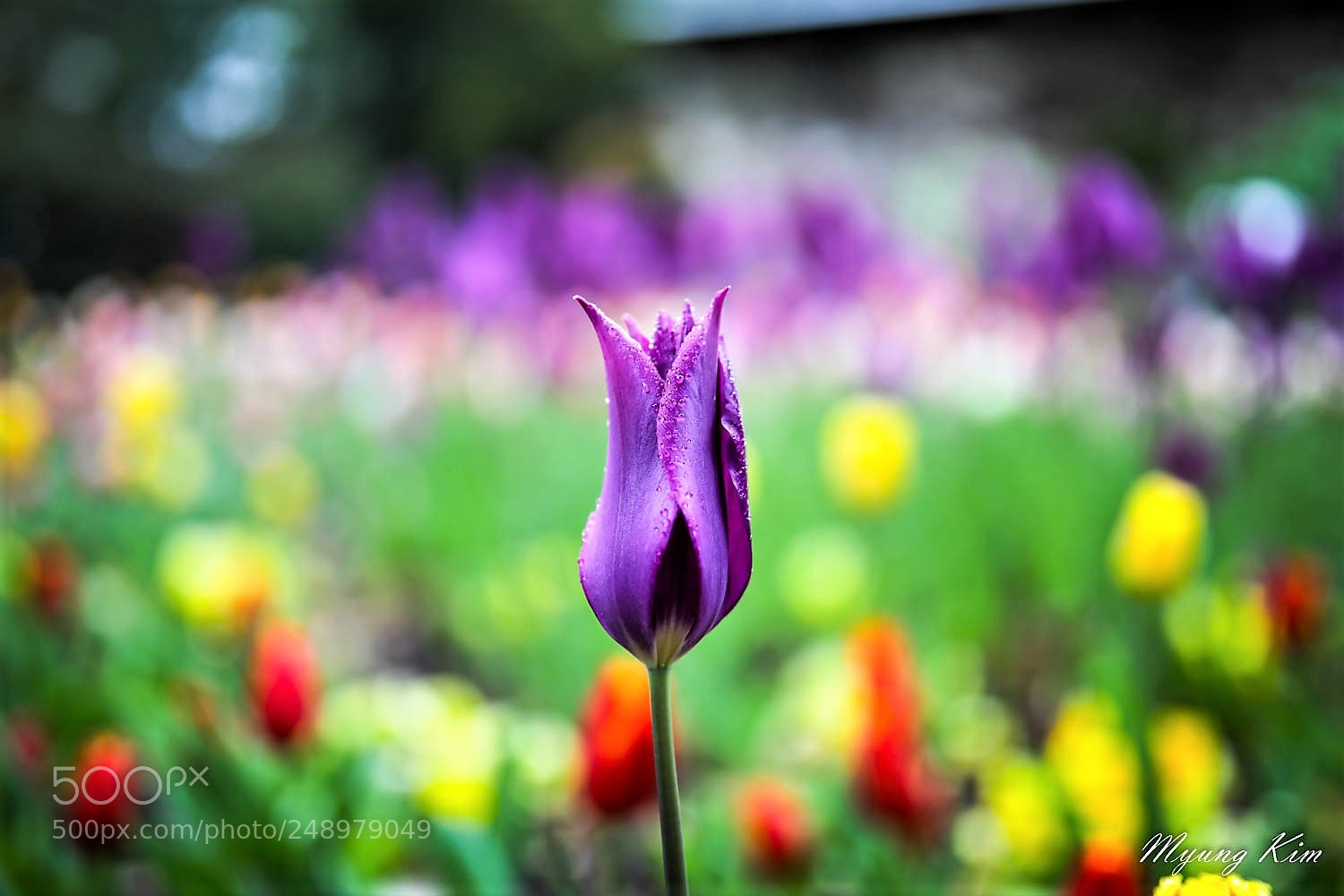 Canon EOS 5D Mark IV sample photo. () photography