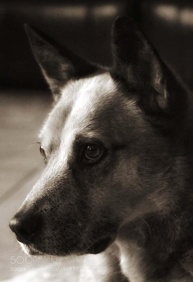 Olympus OM-D E-M1 Mark II sample photo. Diesel photography