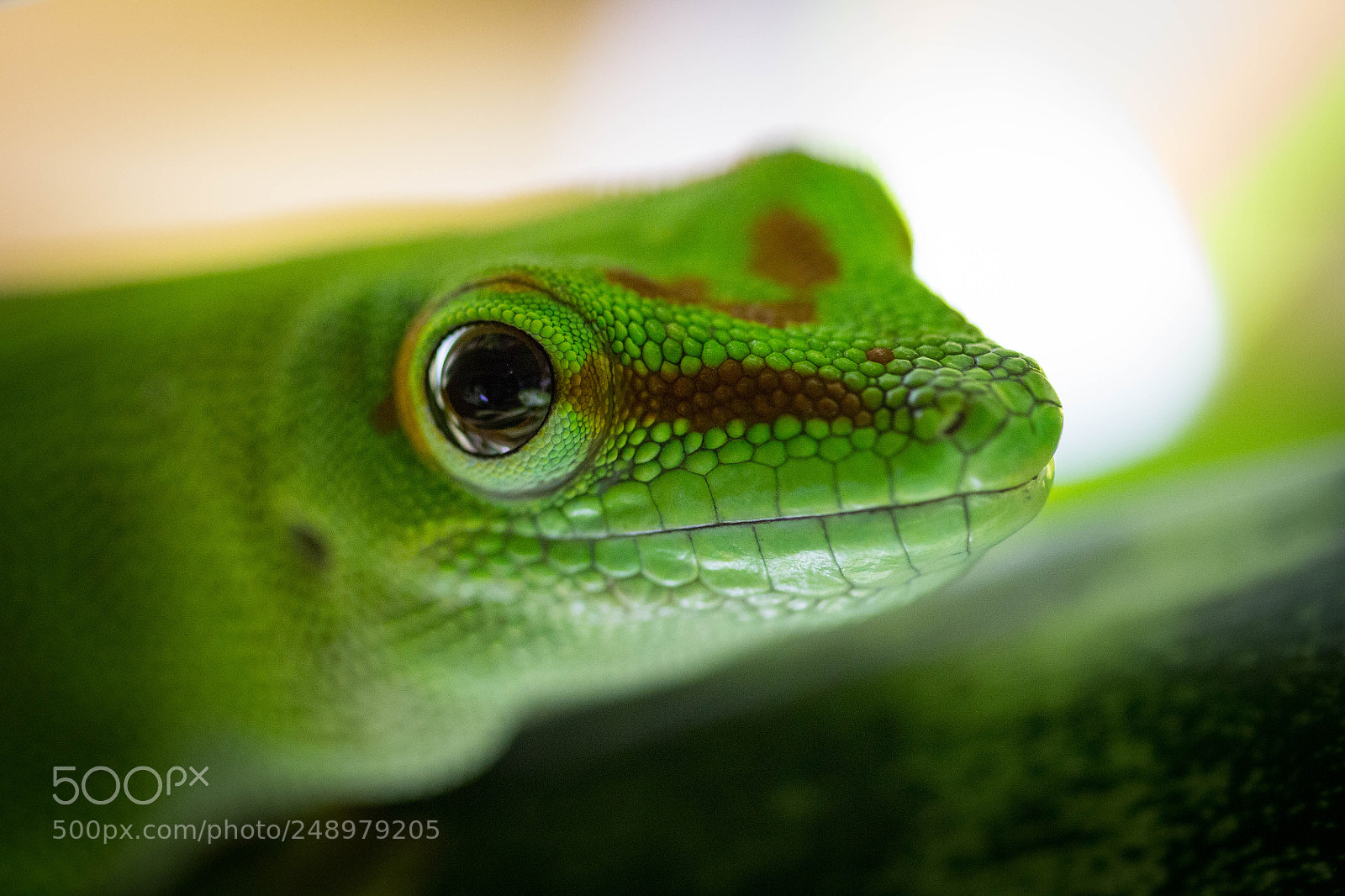 Canon EOS 60D sample photo. Phelsuma photography