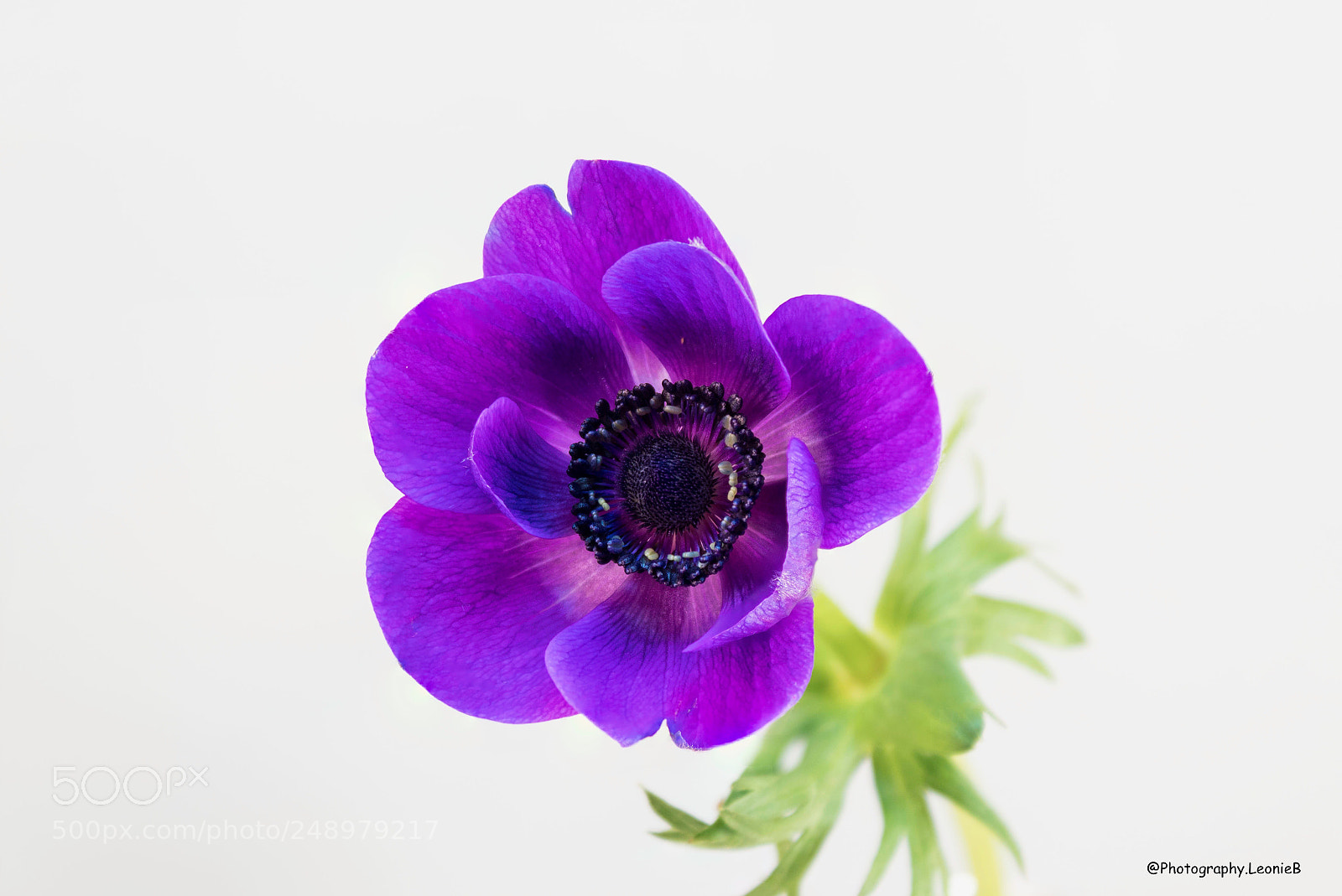 Canon EOS 1300D (EOS Rebel T6 / EOS Kiss X80) sample photo. A purple anemone photography