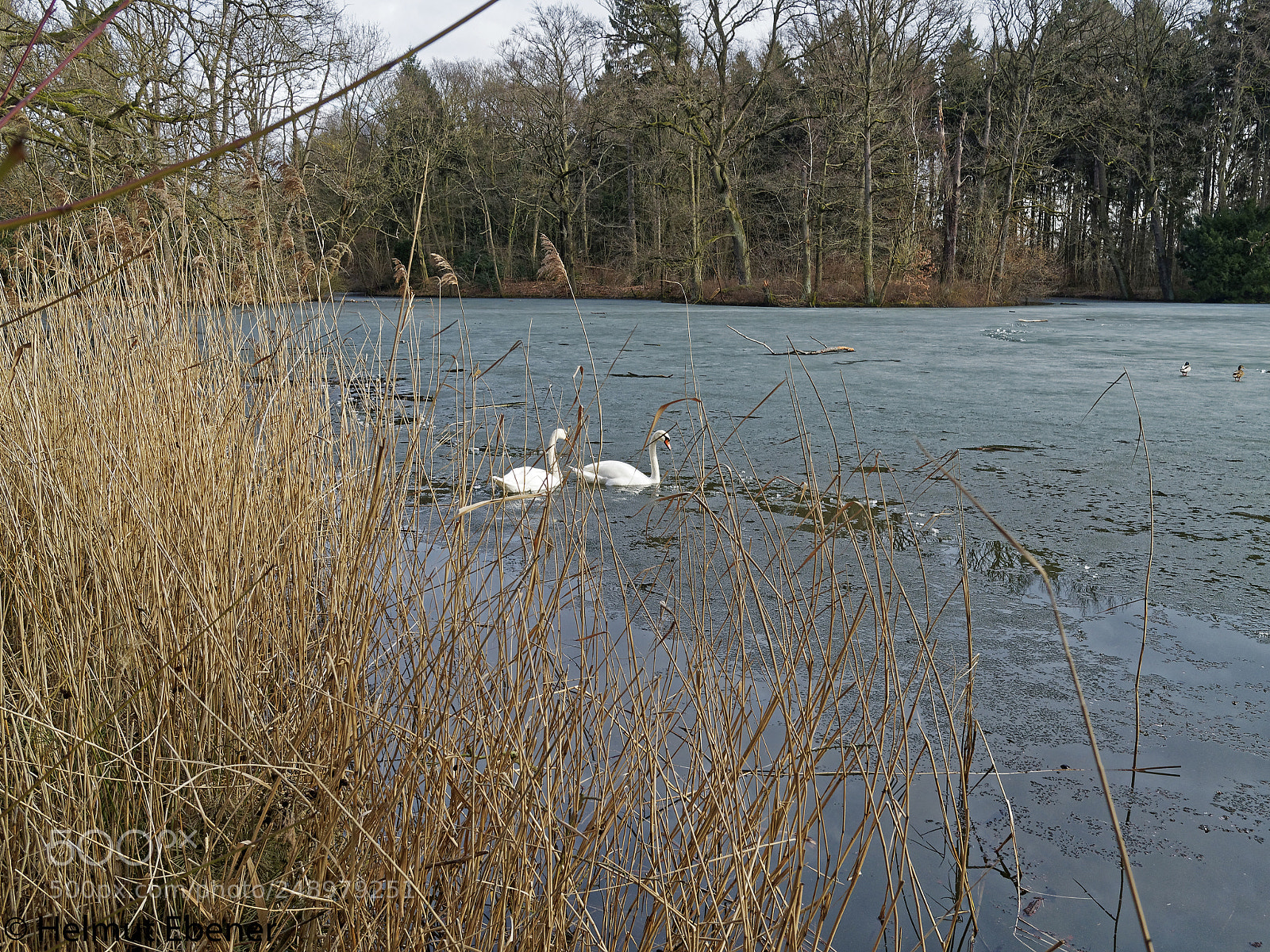 Olympus OM-D E-M5 sample photo. Sz-ringelheim, schwäne photography