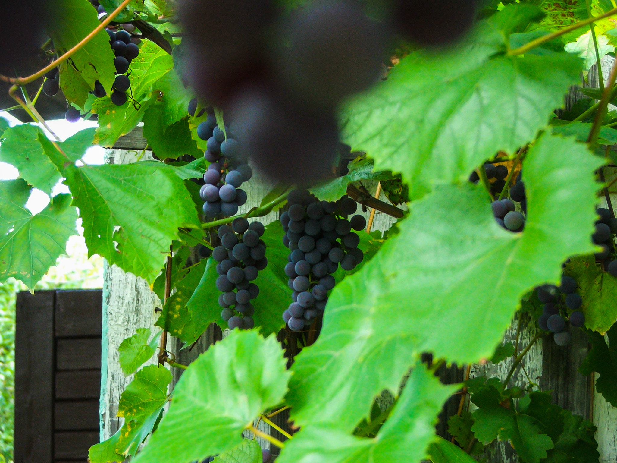 Fujifilm FinePix S5500 sample photo. Ripe grapes photography