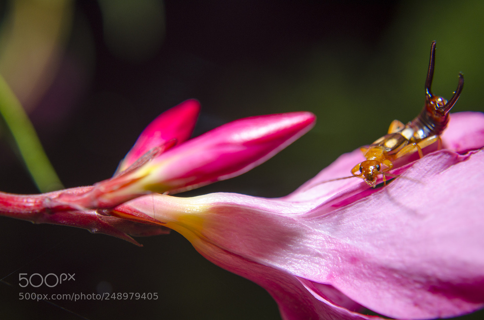Nikon D5100 sample photo. Lady earwig photography