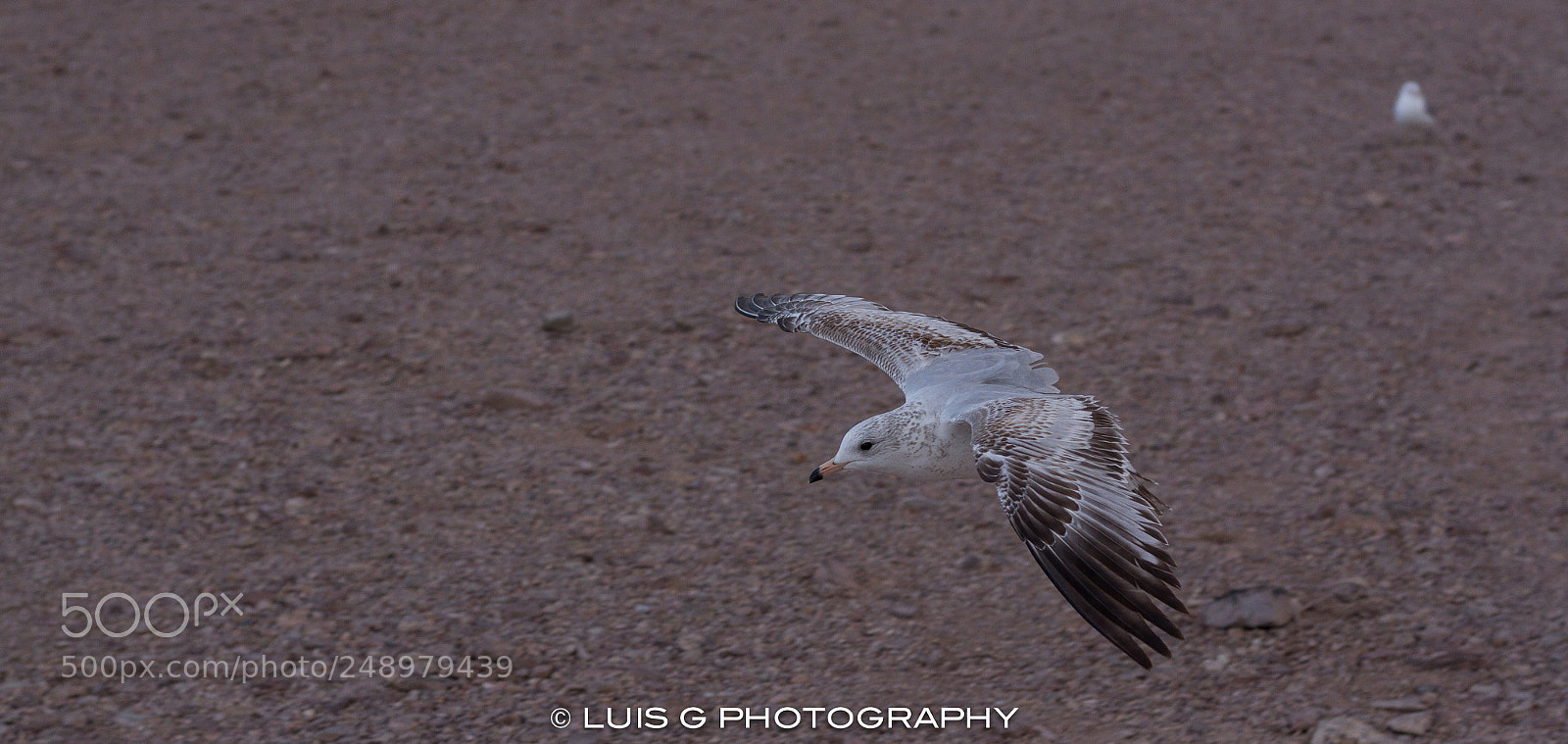 Canon EOS 7D sample photo. Lake mead national recreation photography