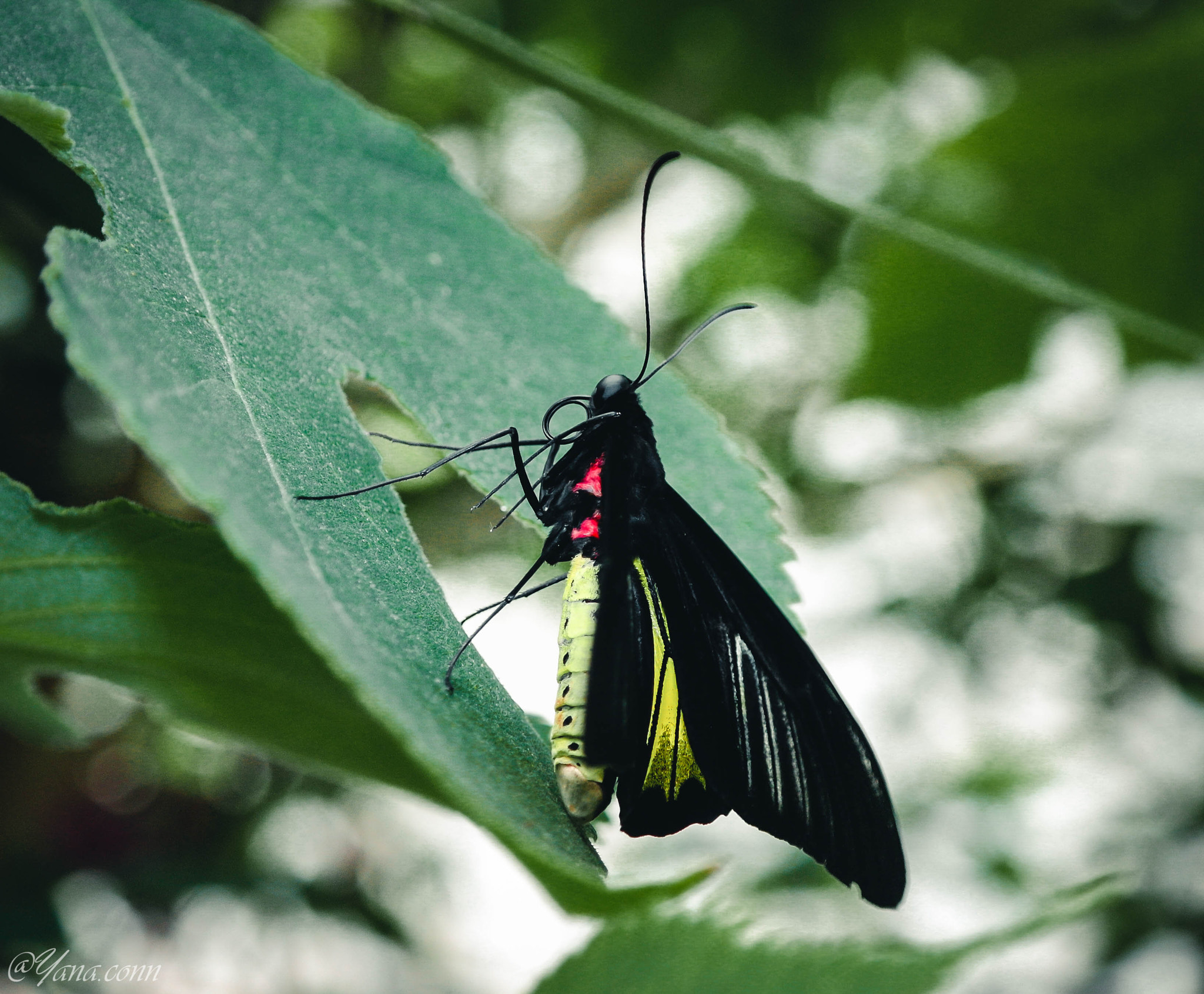 Samsung NX11 sample photo. Sam photography