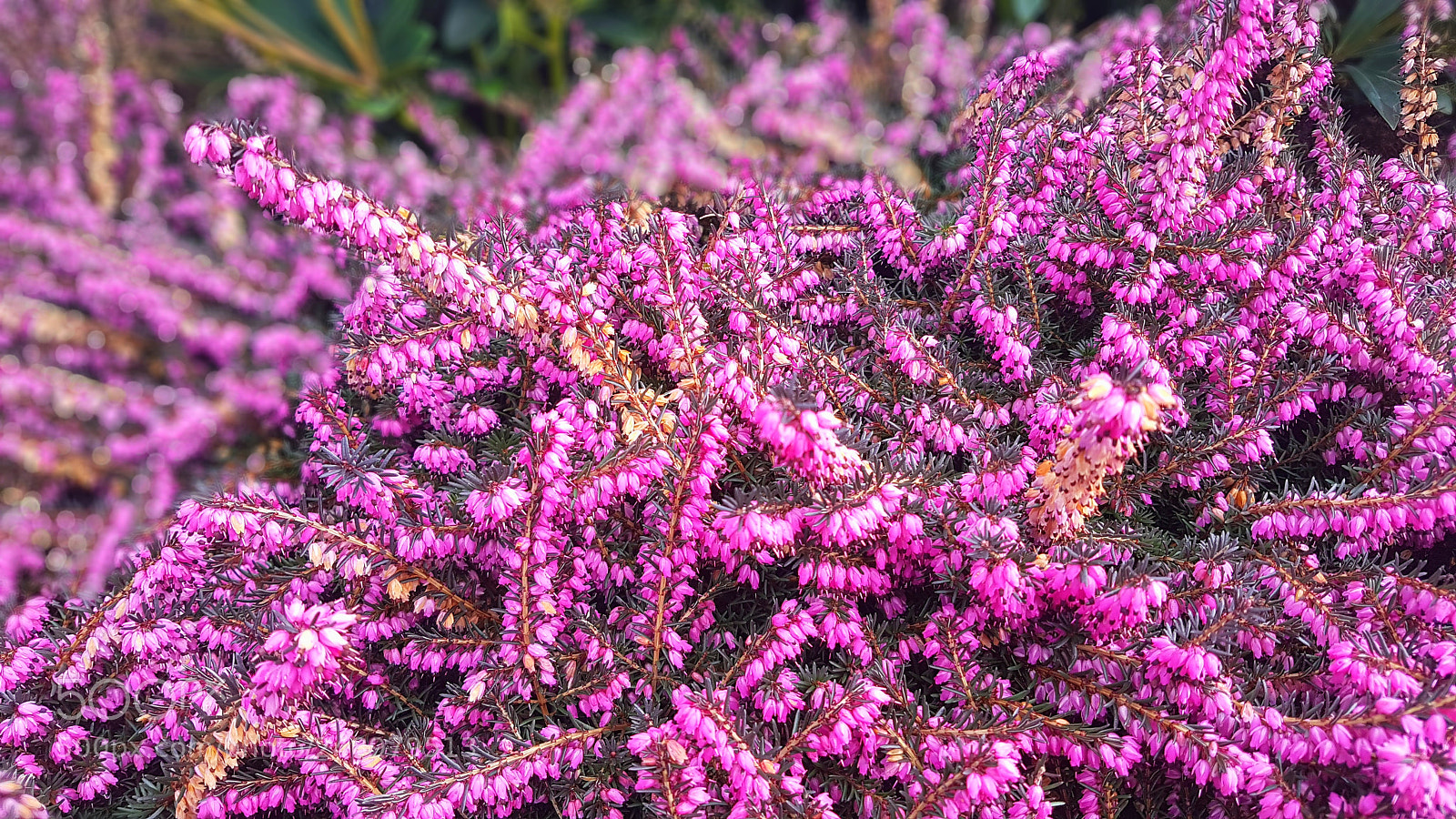 Samsung Galaxy S7 Edge sample photo. World through pink glasses photography