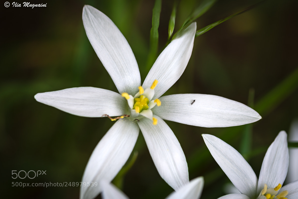 Nikon D7200 sample photo. Ornithogalum umbellatum, latte di photography