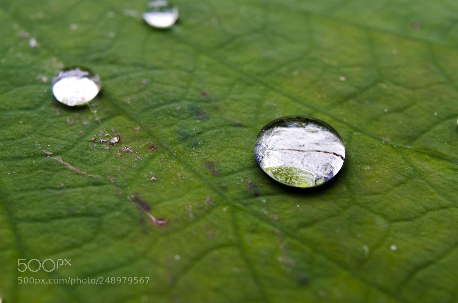 Nikon D5100 sample photo. Droplet photography