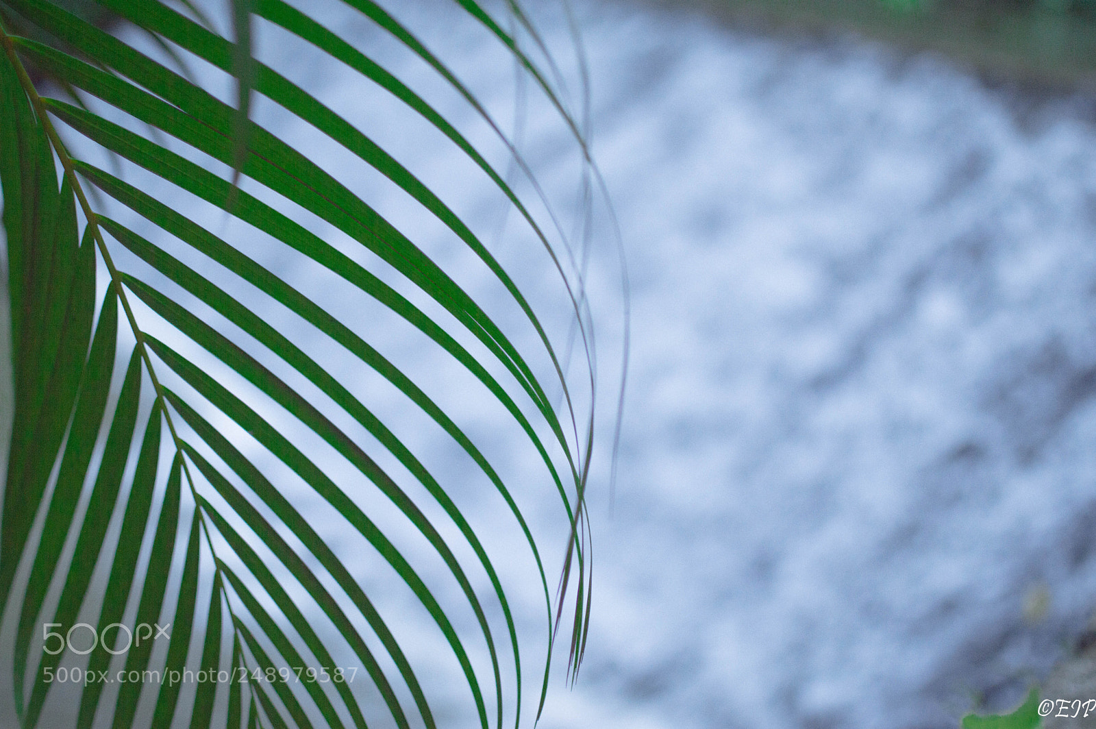 Nikon D3200 sample photo. Natural shapes photography