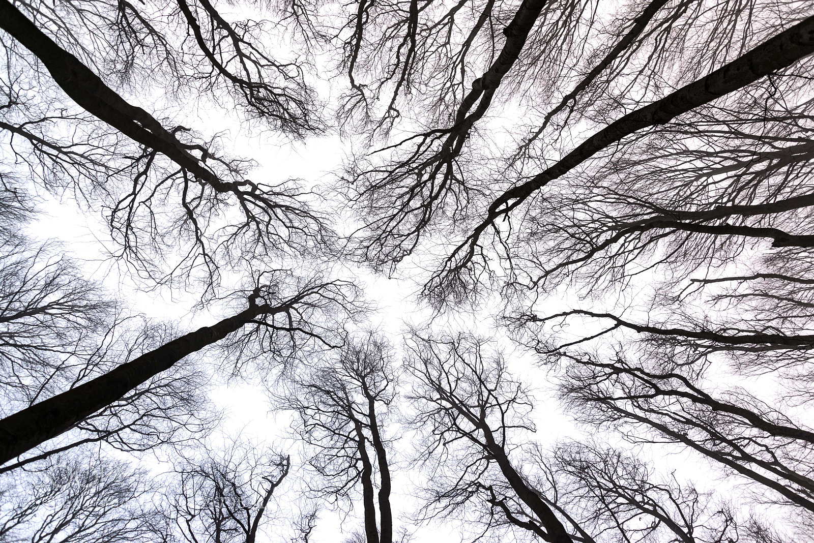 Nikon D610 sample photo. Trees from the carpathian photography