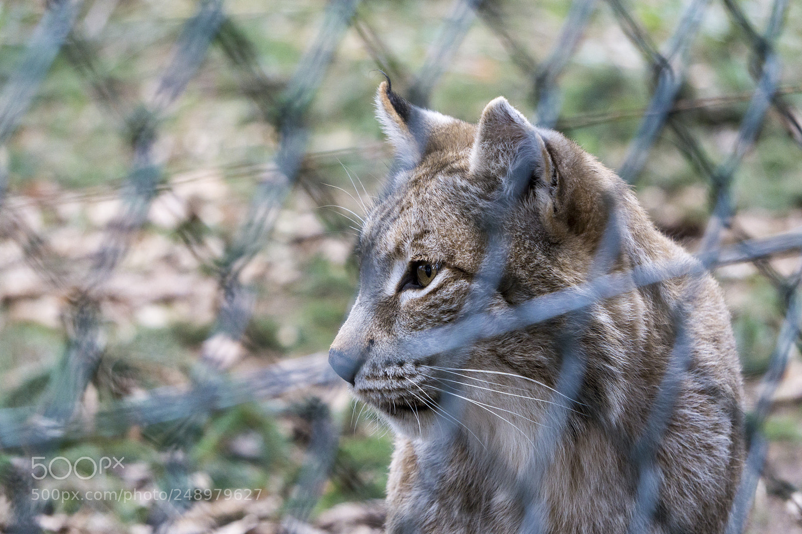 Sony a6000 sample photo. Luchs im gehege wildpark photography