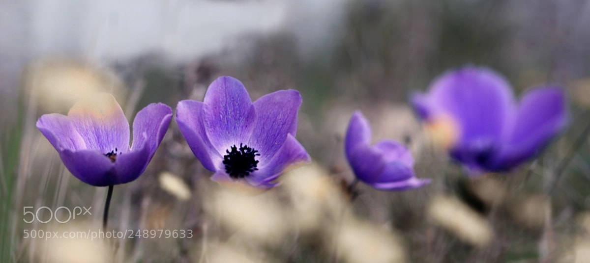 Nikon D7100 sample photo. Anemon photography