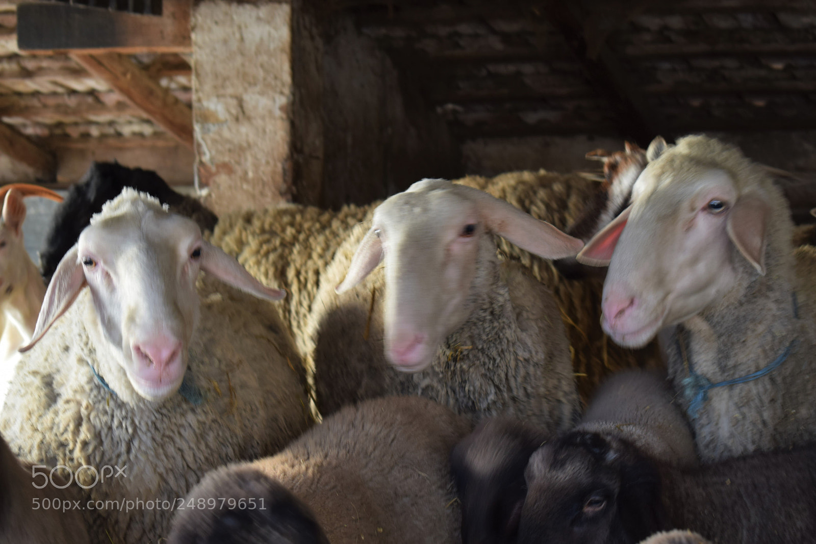 Nikon D5300 sample photo. 3 amigos photography