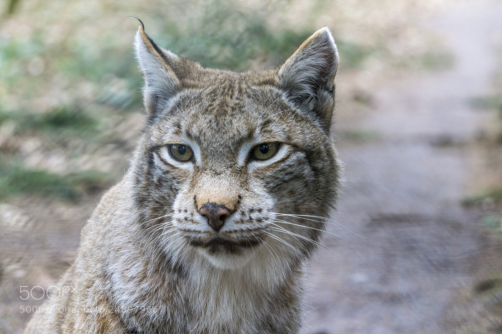 Sony a6000 sample photo. Luchs (wildpark poing) photography