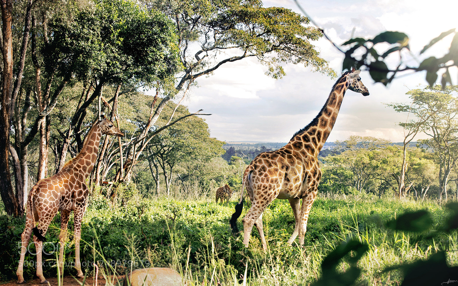 Nikon D3S sample photo. Giraffe family photography