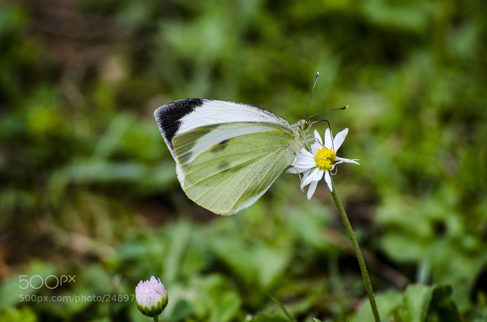 Nikon D5100 sample photo. Butterfly photography