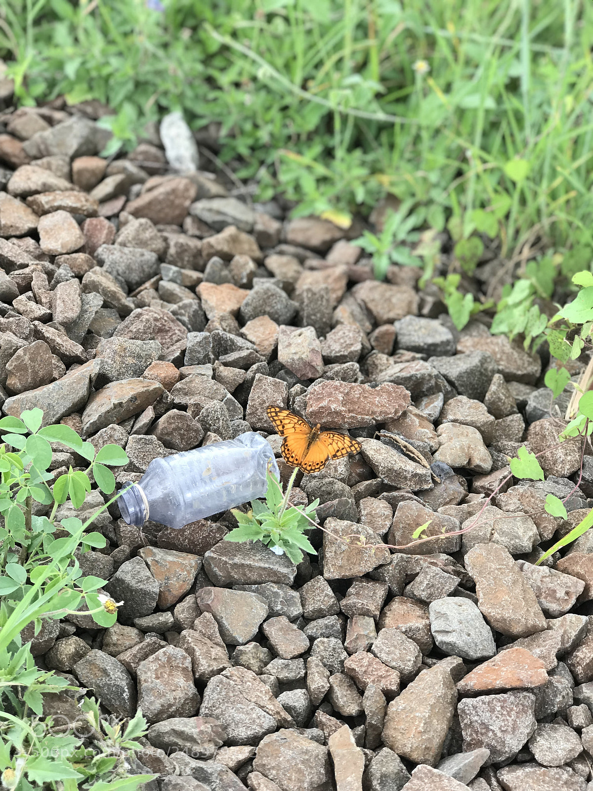 Apple iPhone 7 Plus sample photo. Untitled photography