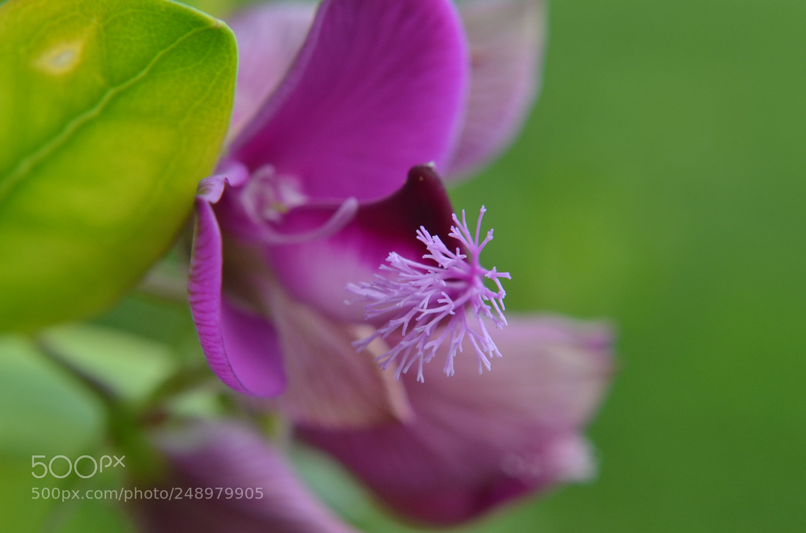 Nikon D5100 sample photo. The purple lady photography
