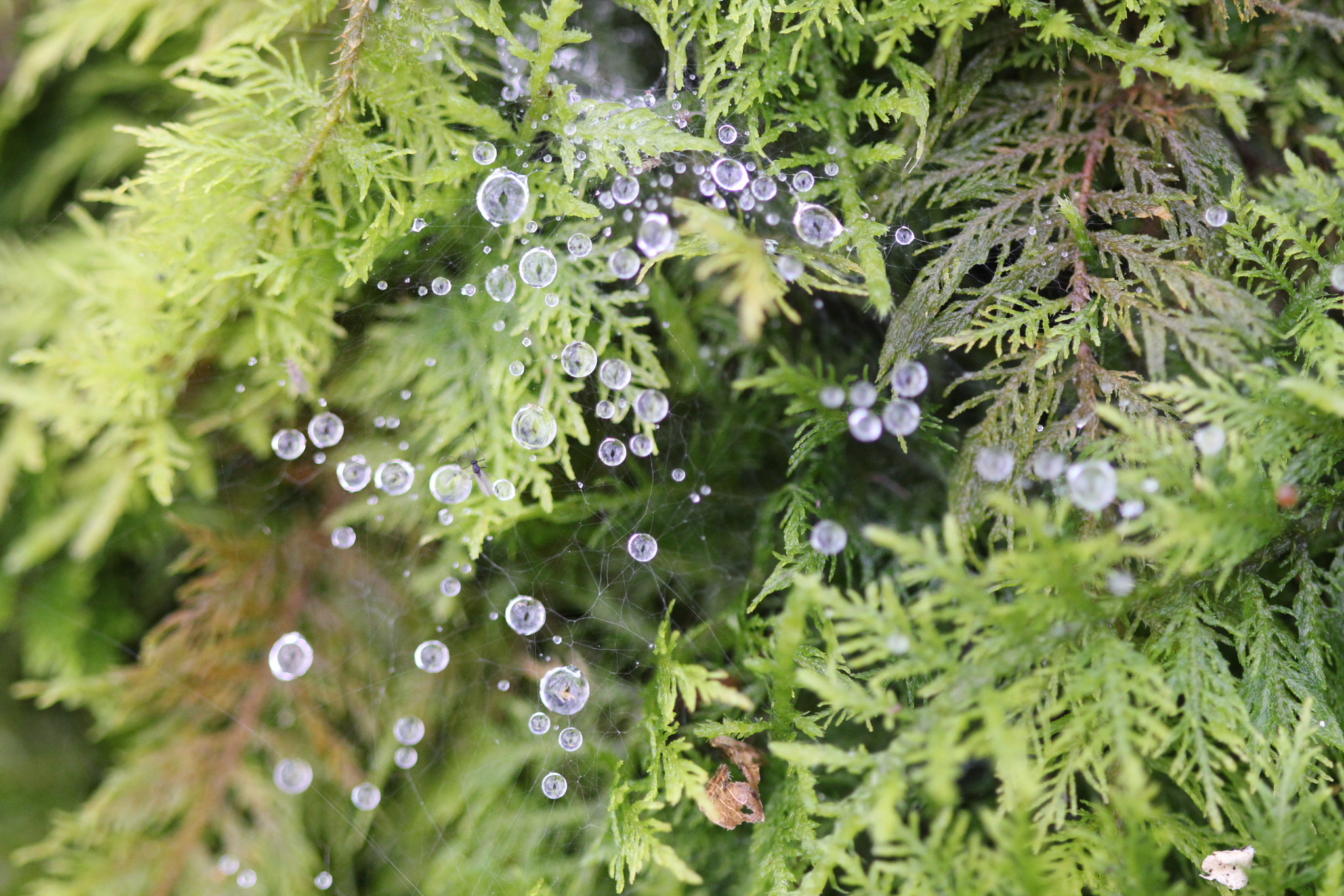 Canon EF 100mm F2.8 Macro USM sample photo. Img photography