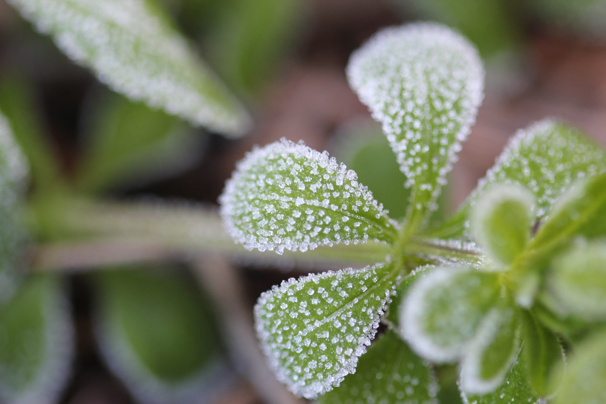 Canon EF 100mm F2.8 Macro USM sample photo. Img photography