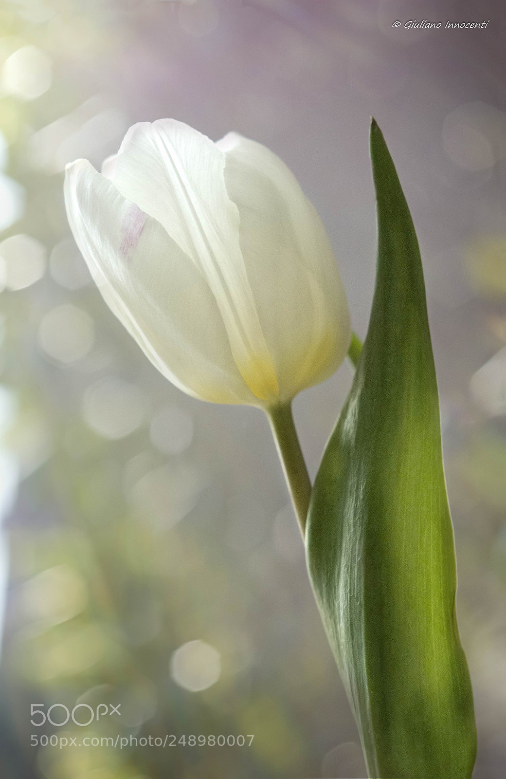 Nikon D7200 sample photo. White tulip photography