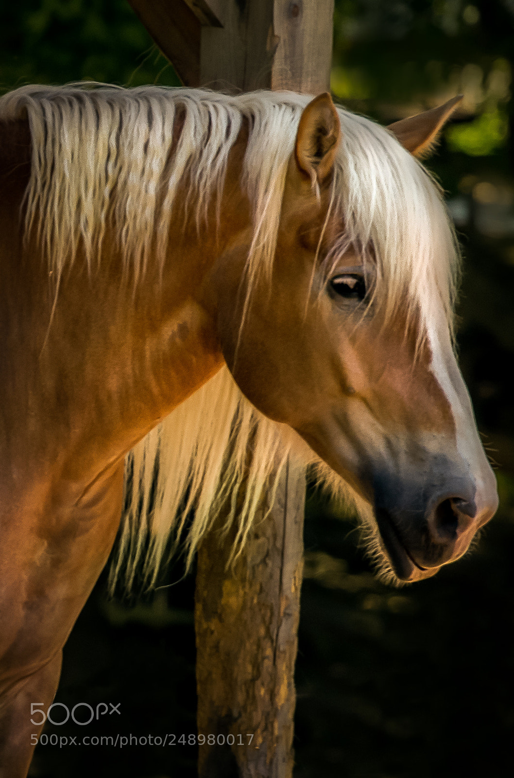 Canon EOS 60D sample photo. On the farm photography