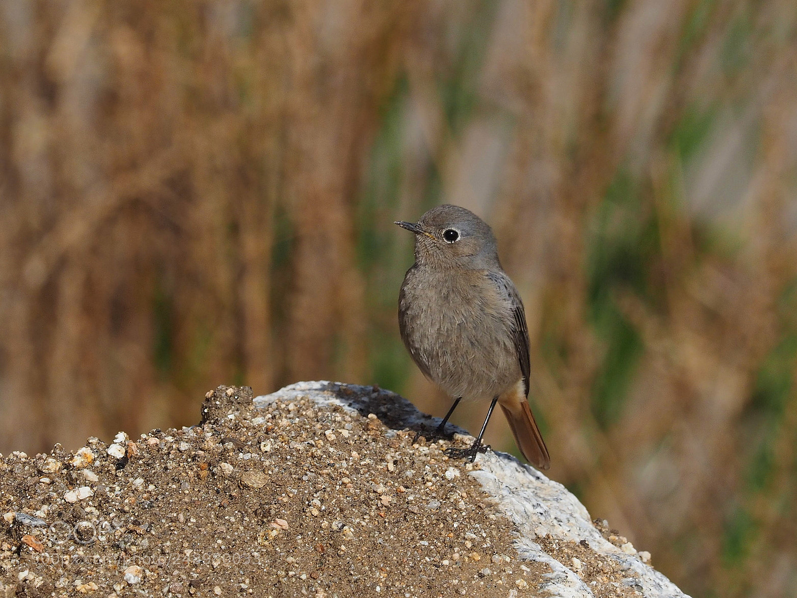 Olympus OM-D E-M1 sample photo. Colirrojo tiz n phoenicurus photography