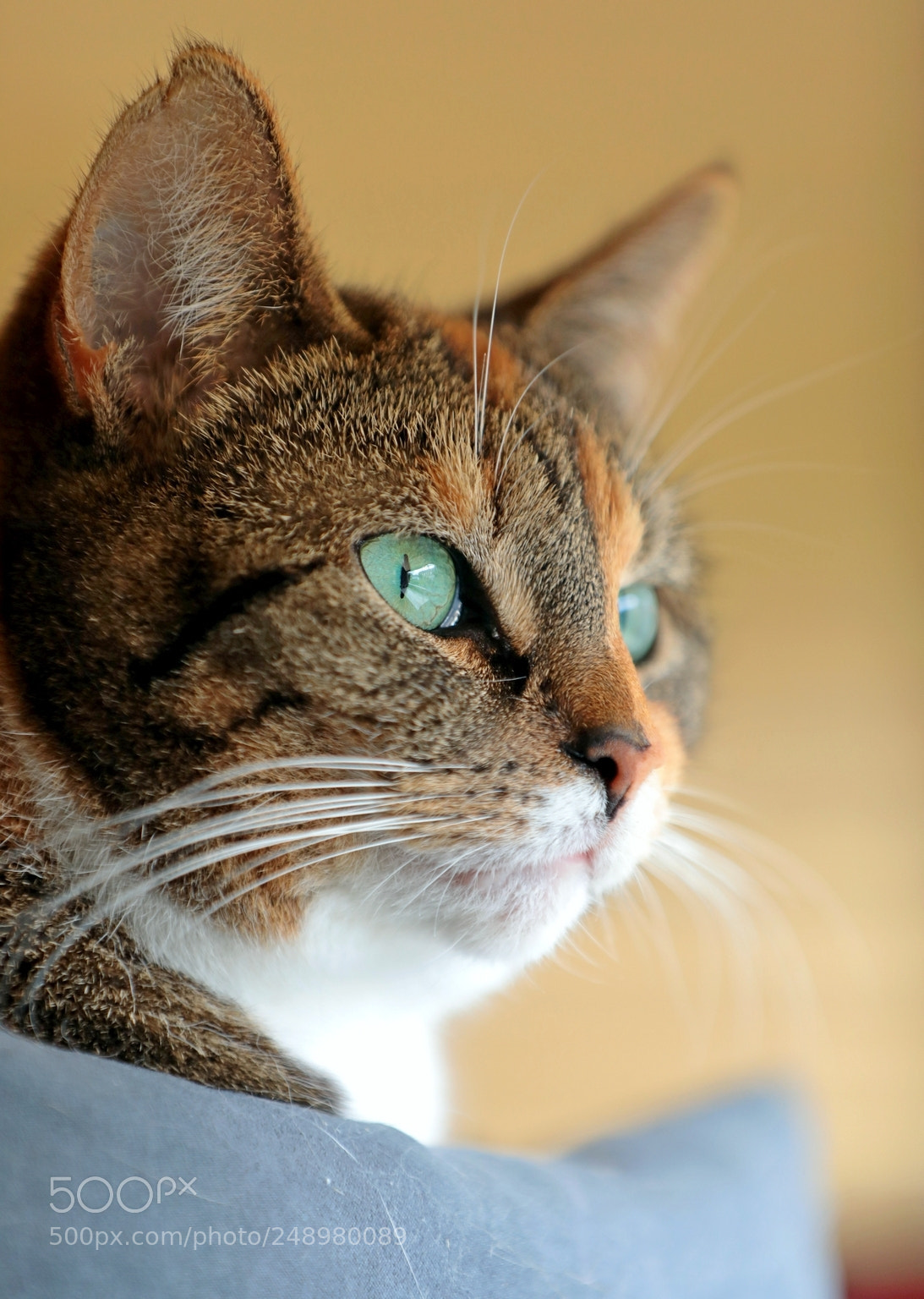 Canon EF 70-200mm F2.8L IS II USM sample photo. Green eyes photography