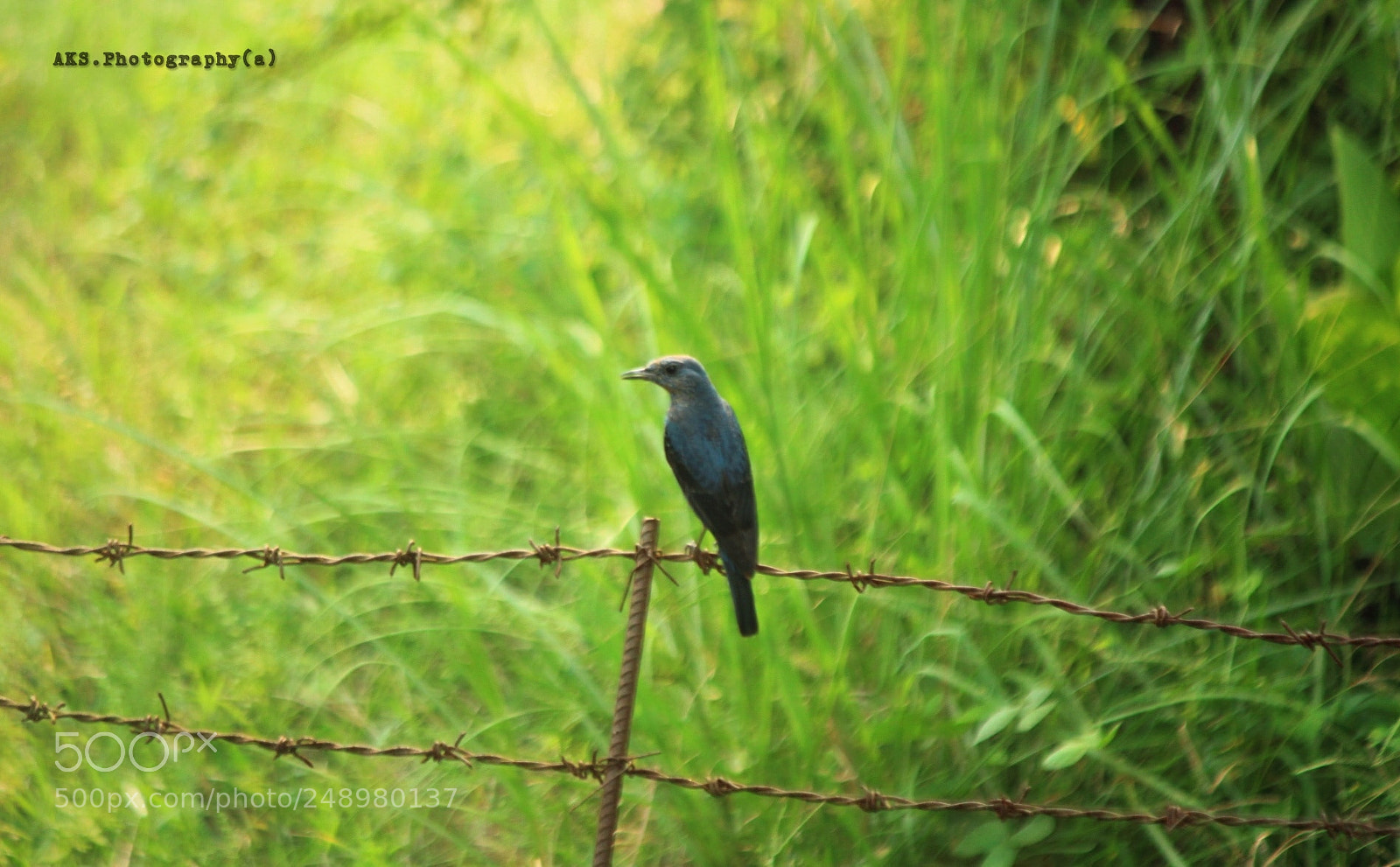 Canon EOS 1300D (EOS Rebel T6 / EOS Kiss X80) sample photo. One bird photography
