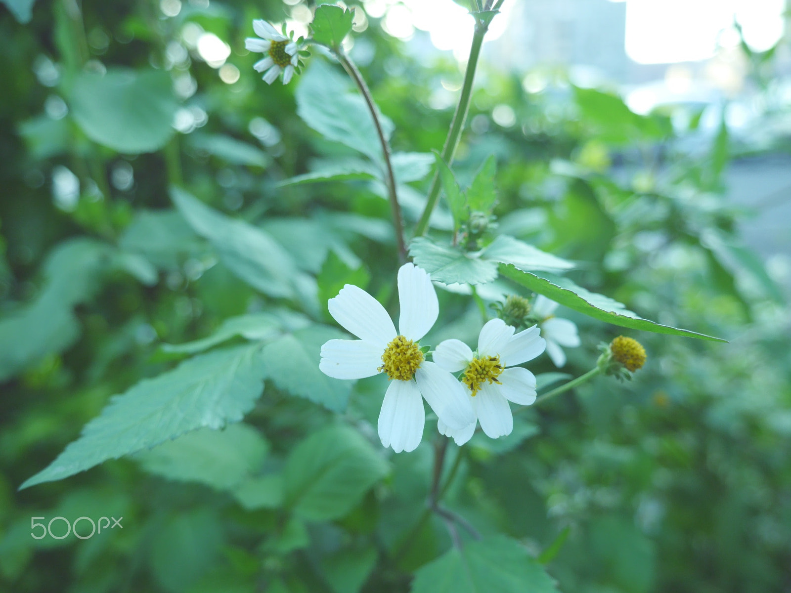 Panasonic Lumix DMC-GF6 sample photo