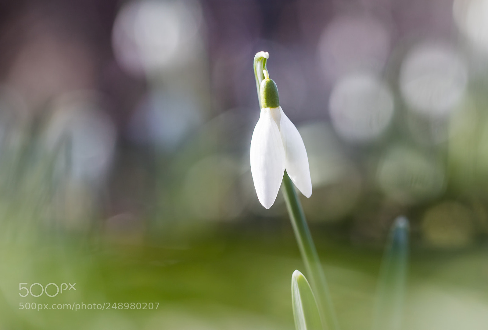 Canon EOS 6D Mark II sample photo. Innocence photography