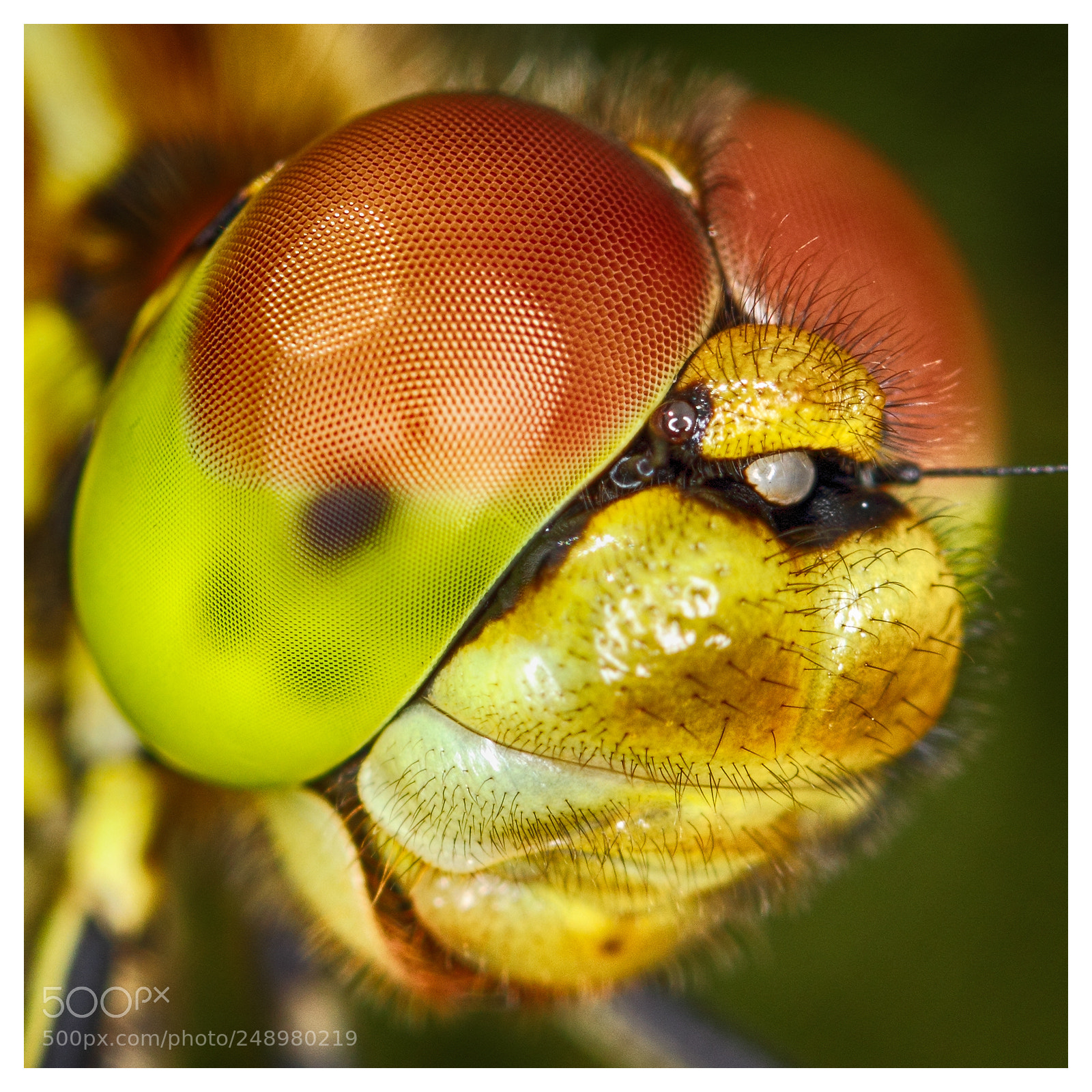 Canon EOS 550D (EOS Rebel T2i / EOS Kiss X4) sample photo. Dragonfly eyes photography