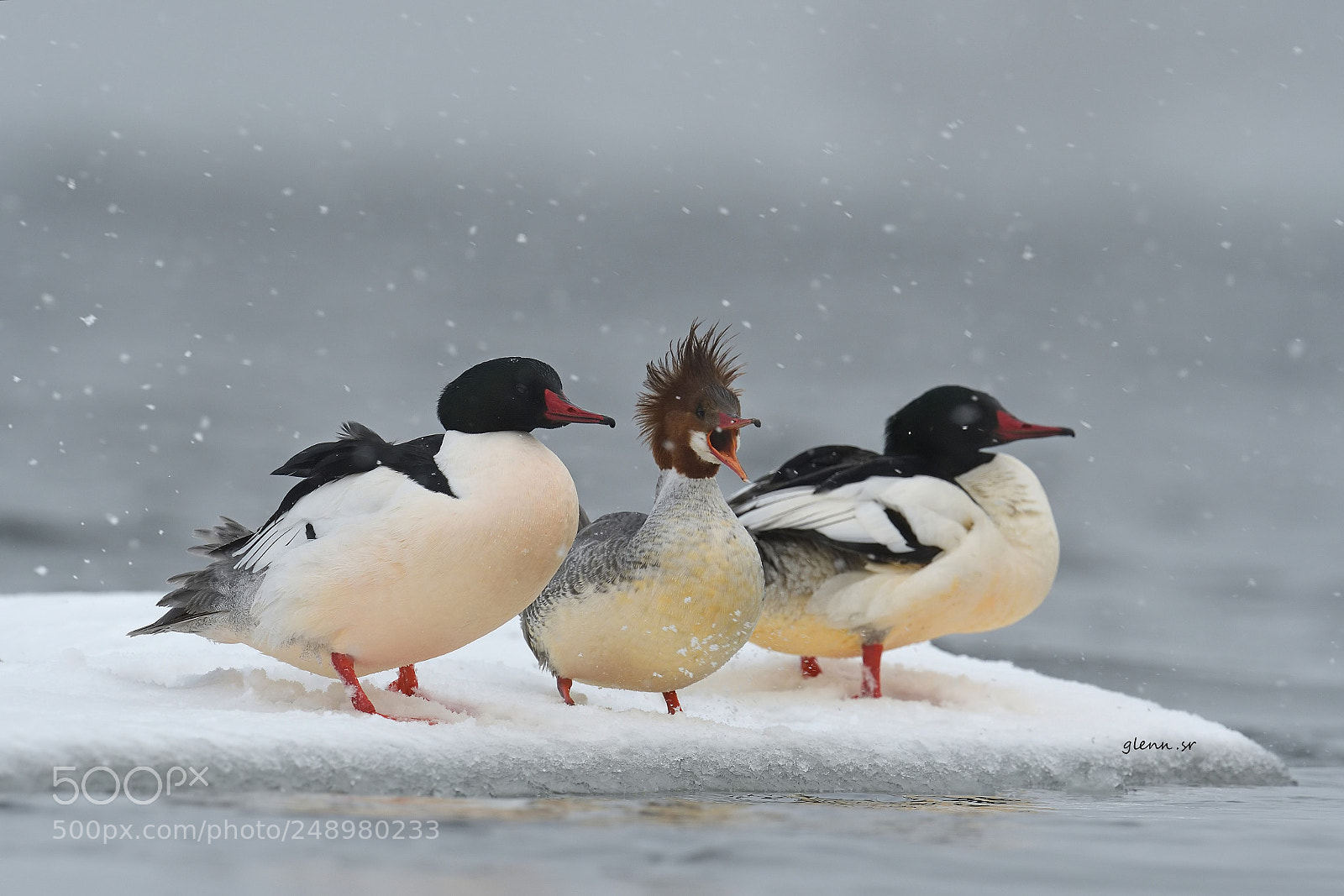 Nikon D500 sample photo. The mergansers photography