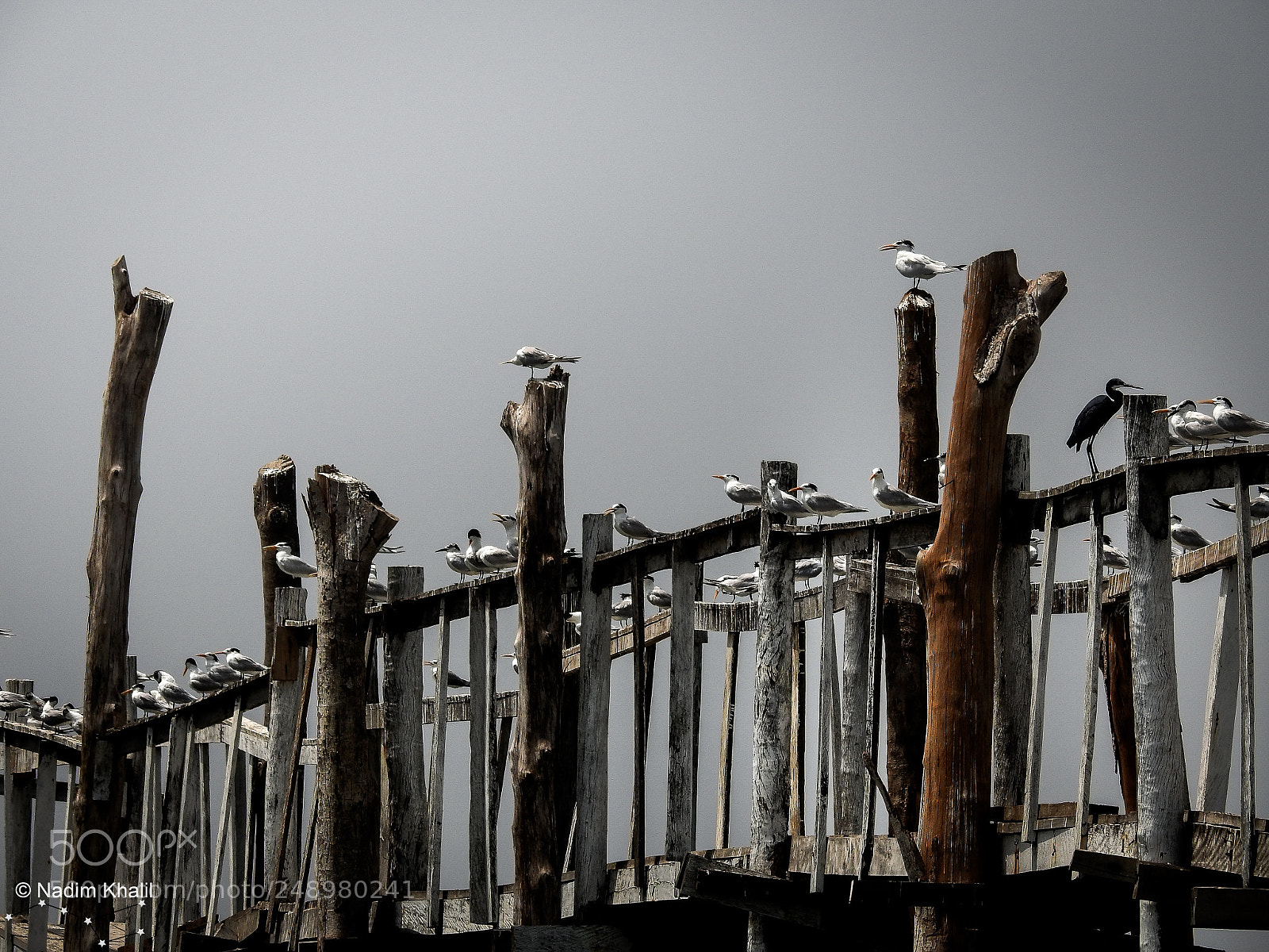 Nikon Coolpix P900 sample photo. Birds on bridge photography