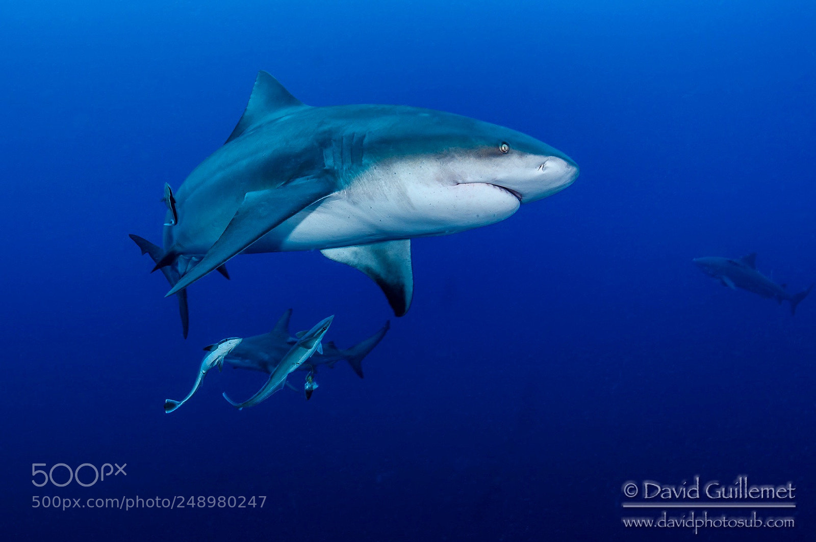 Nikon D7100 sample photo. Bull shark photography