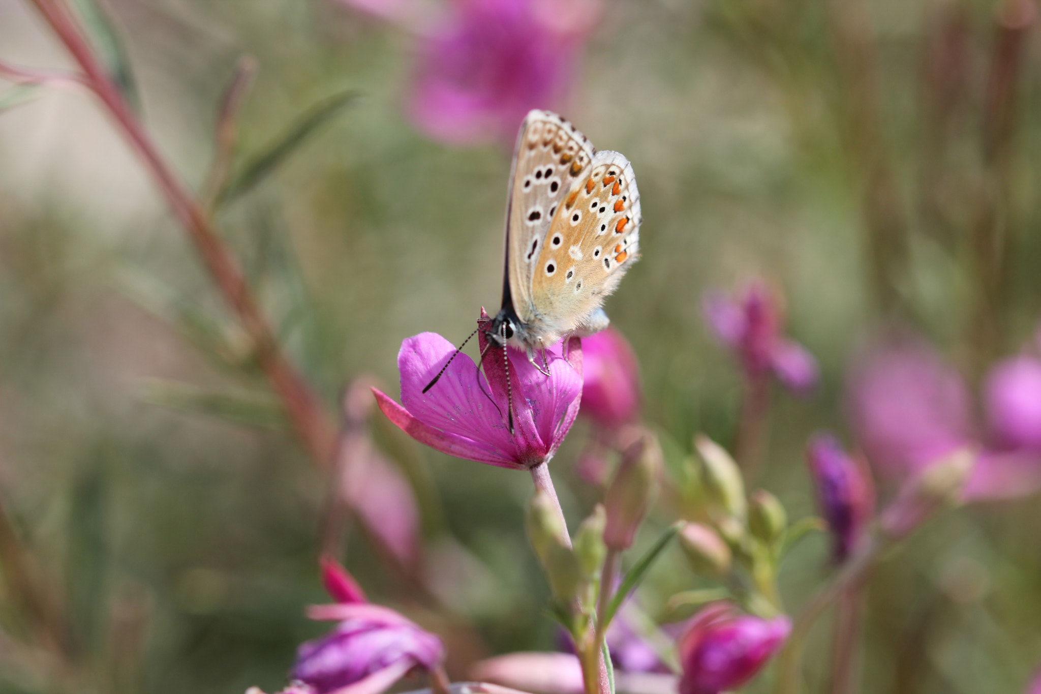 Canon EF 100mm F2.8 Macro USM sample photo. Img photography