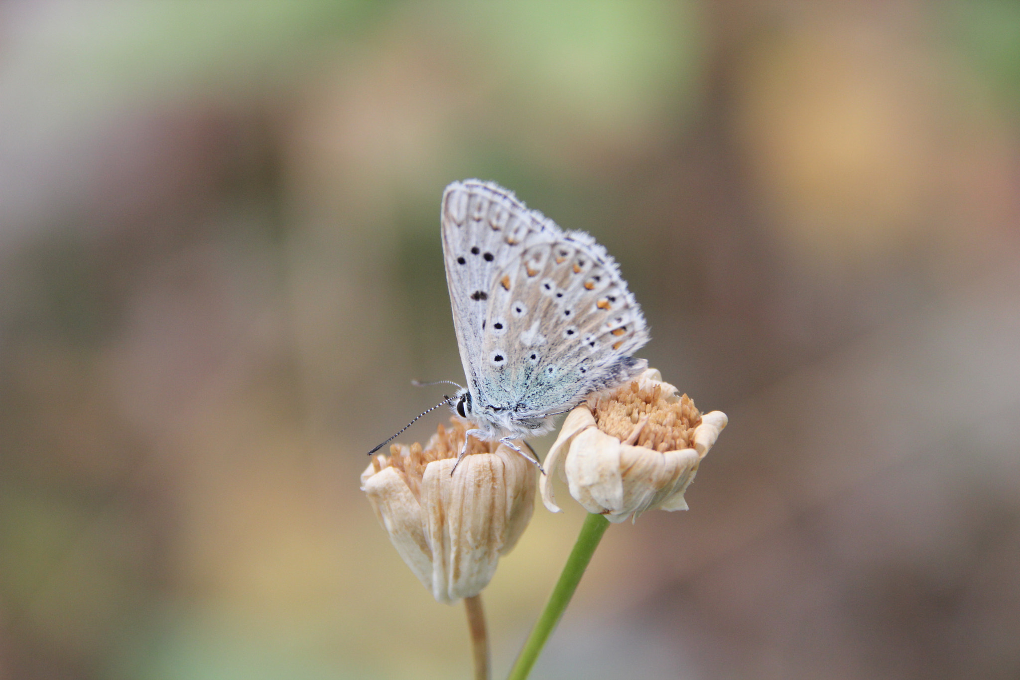 Sigma 18-200mm f/3.5-6.3 DC OS sample photo. Img photography