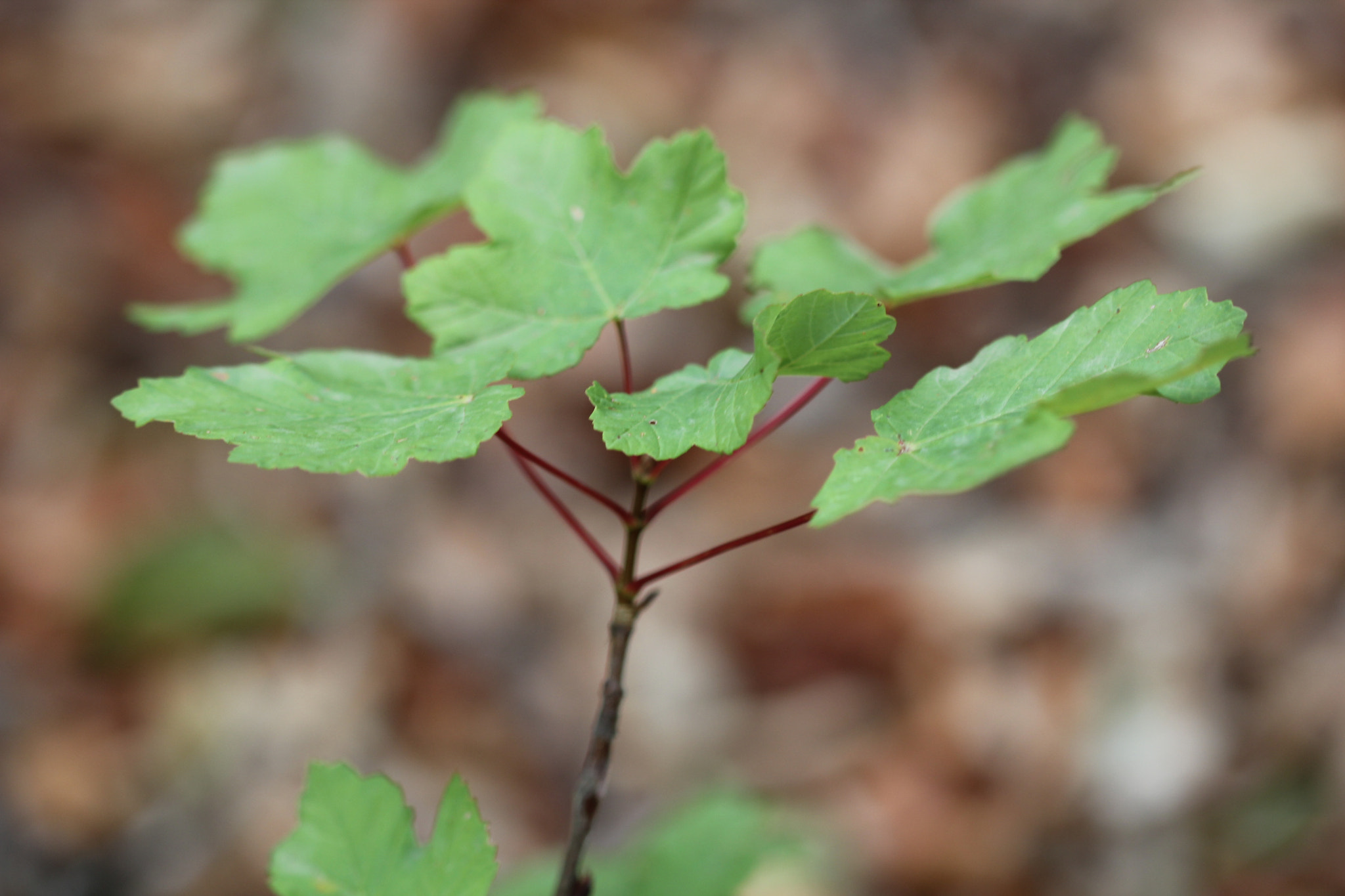 Canon EF 100mm F2.8 Macro USM sample photo. Img photography