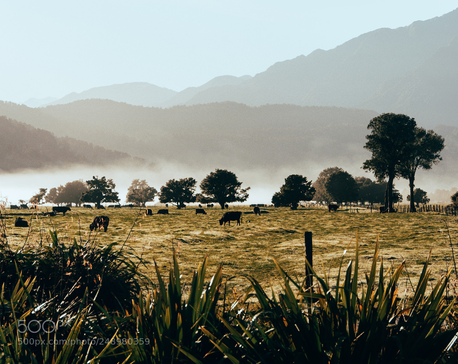 Nikon D5200 sample photo. Morning in the south photography