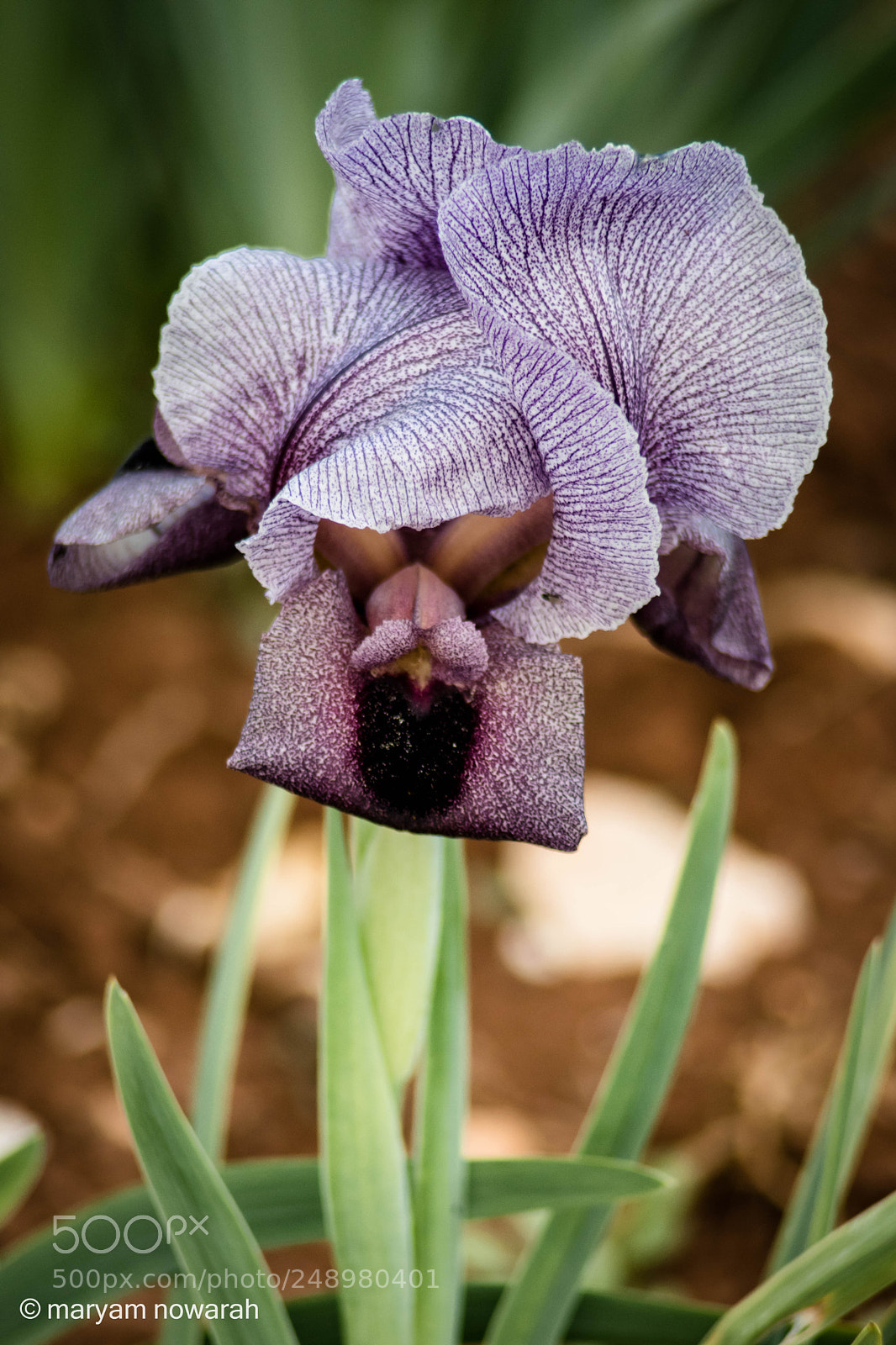 Nikon D5500 sample photo. Iris haynei photography