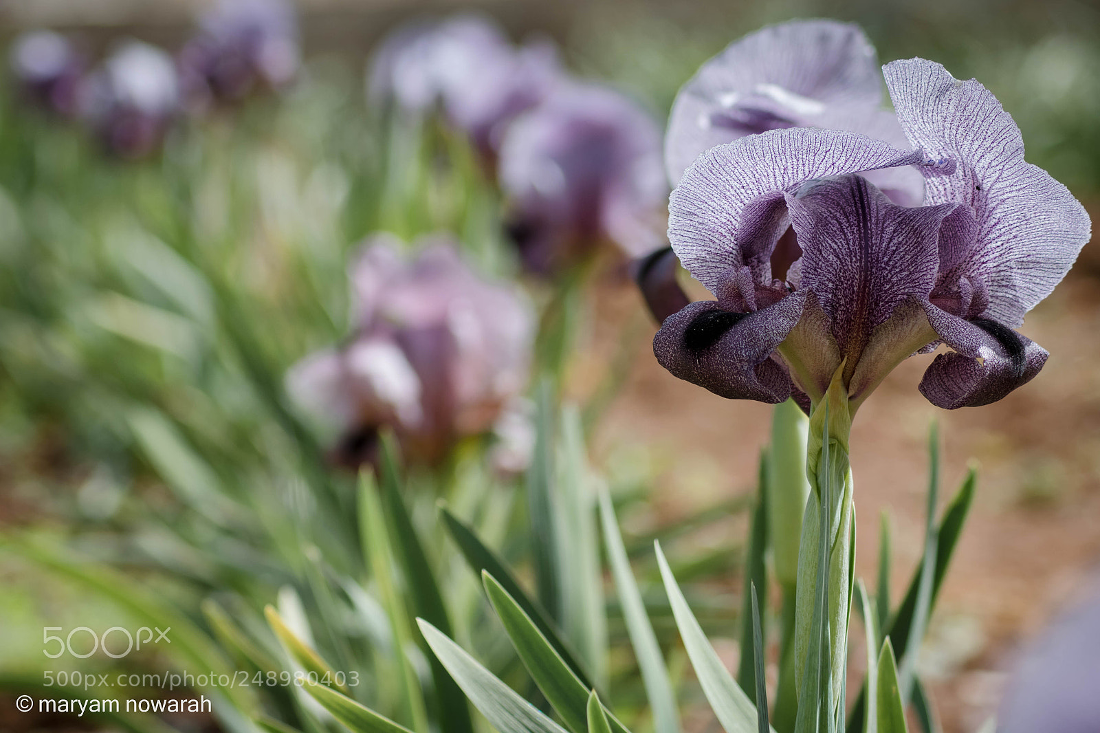 Nikon D5500 sample photo. Iris haynei photography