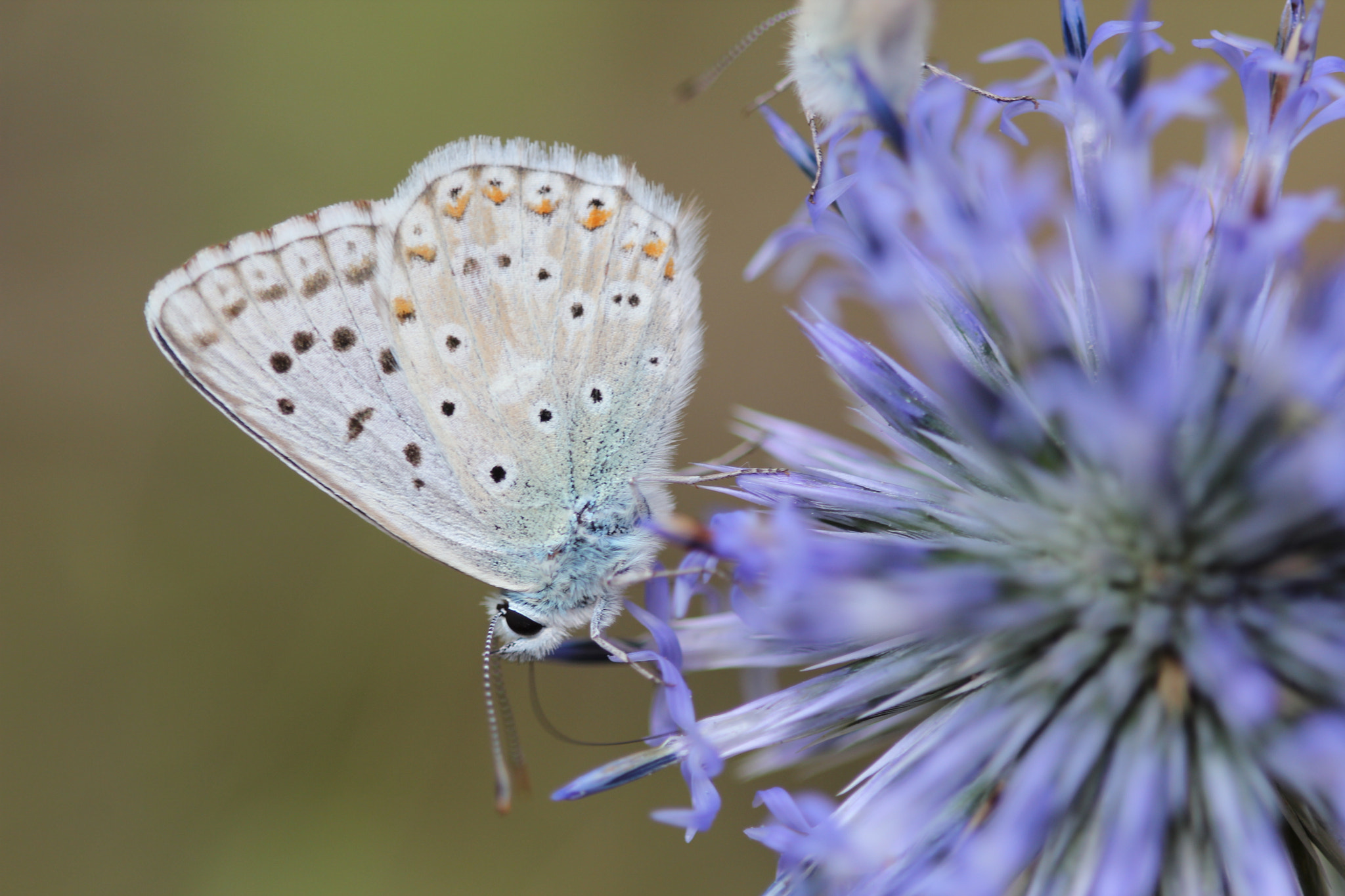 Canon EF 100mm F2.8 Macro USM sample photo. Jour mat photography