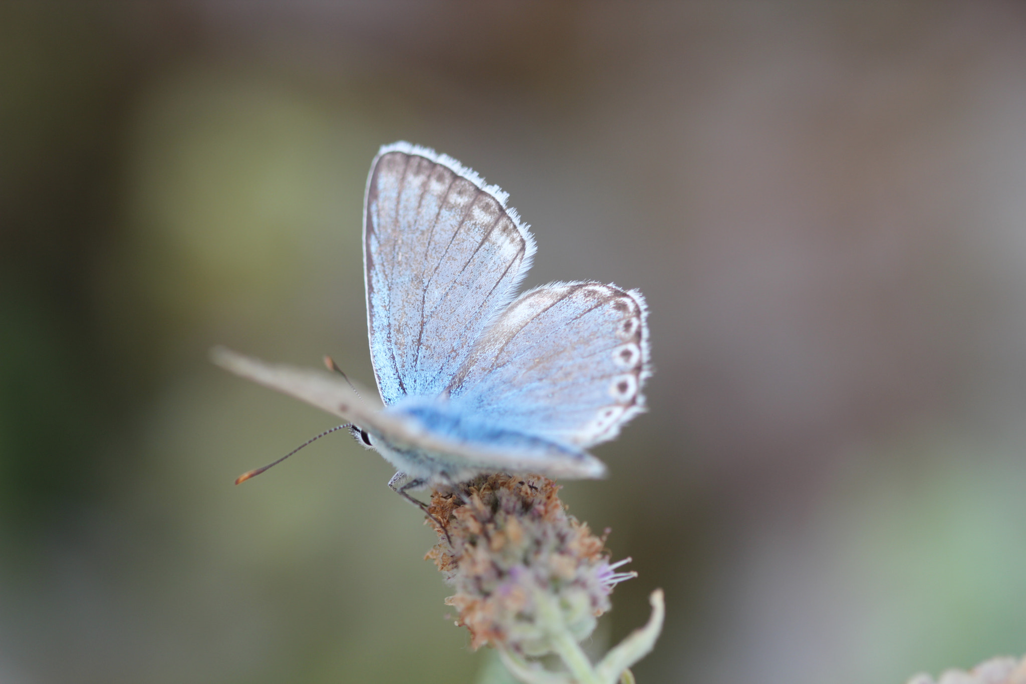 Canon EF 100mm F2.8 Macro USM sample photo. Jour photography